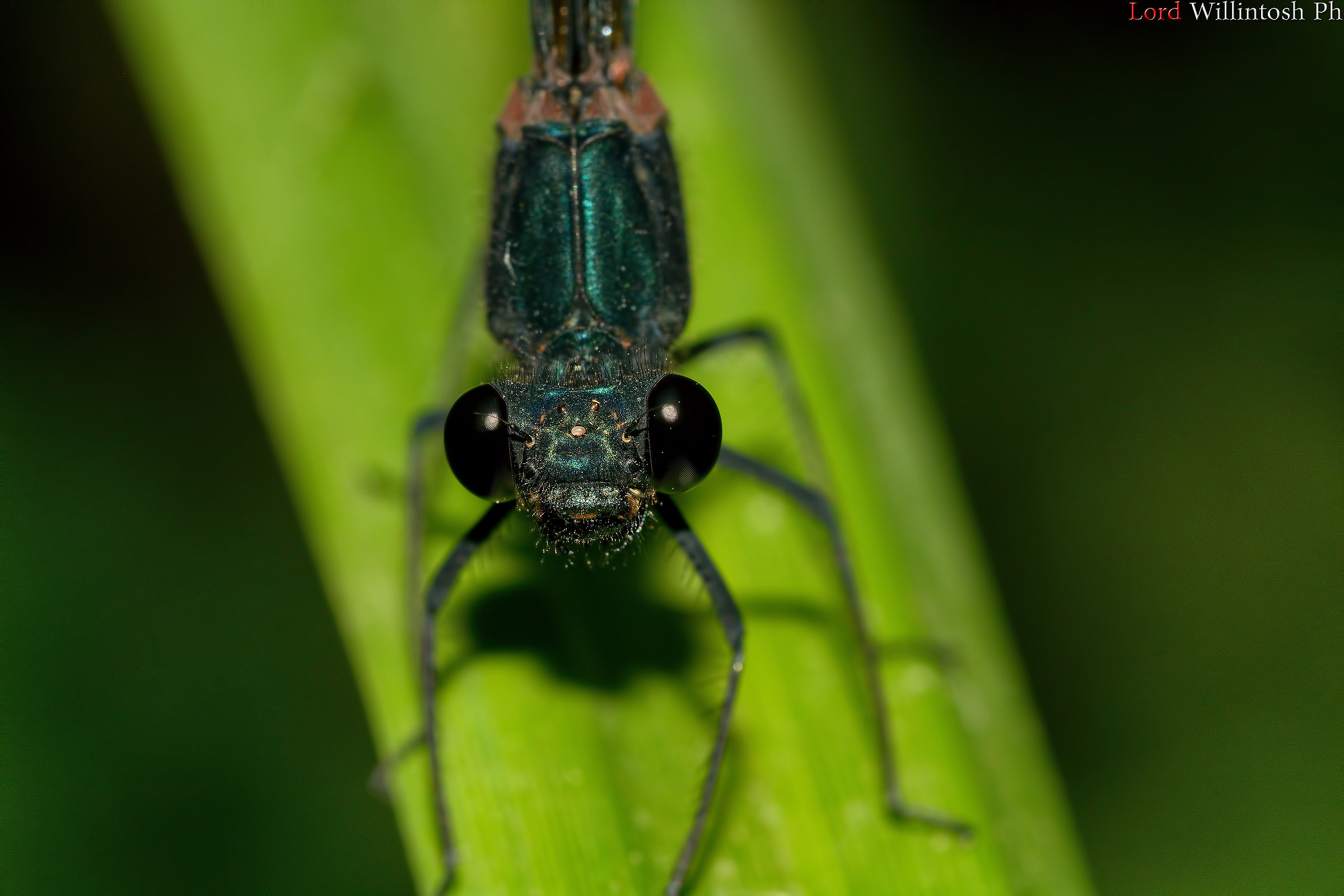 Libellula nera del Treja