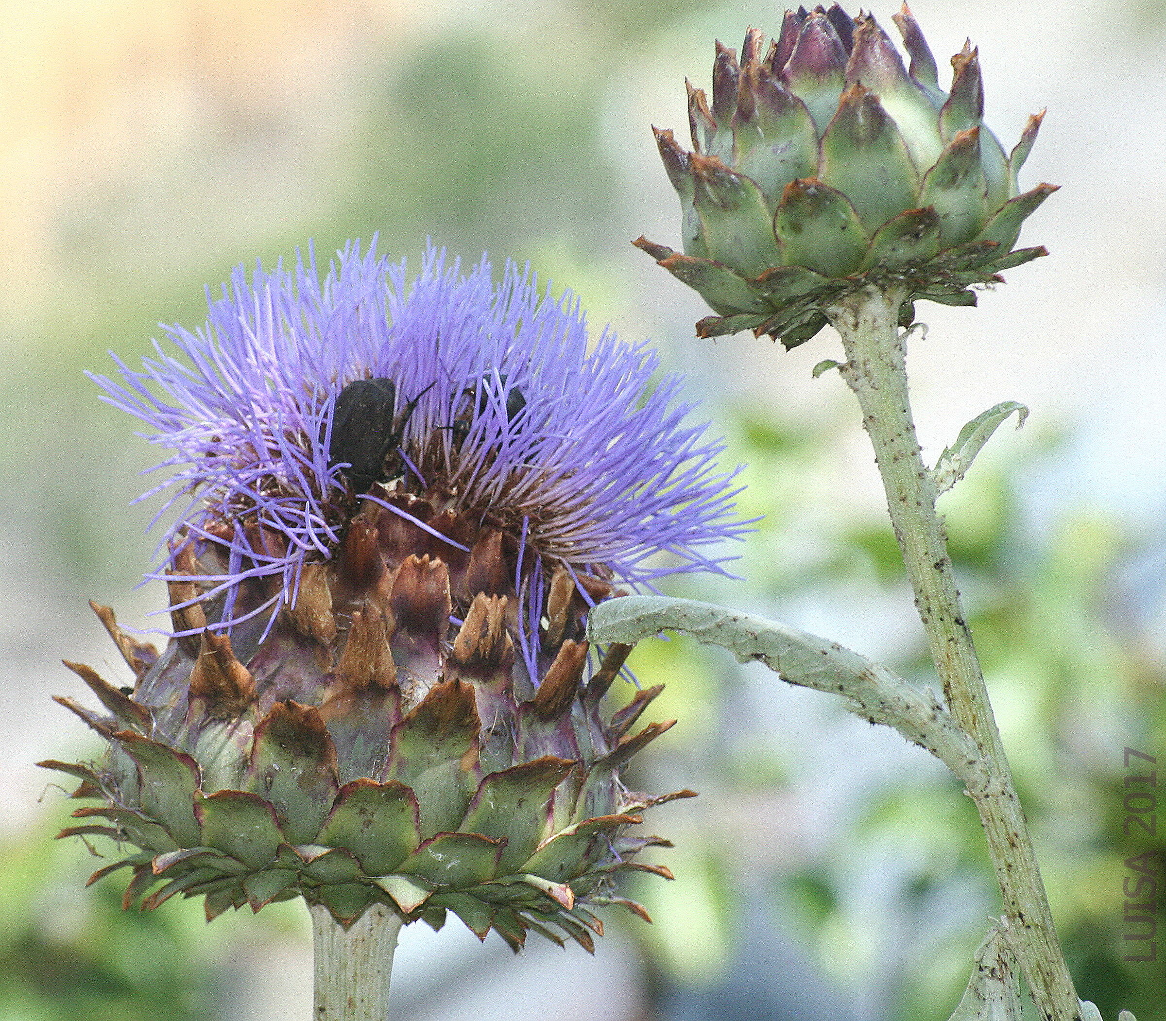 Il cardo mariano (Silybum marianum