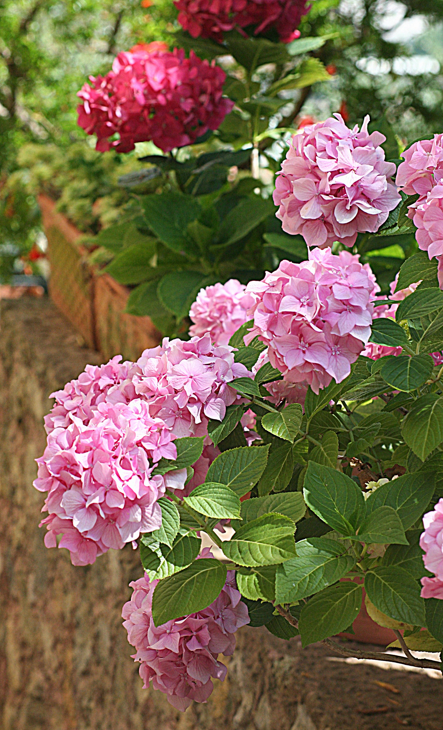 Hydrangea L.