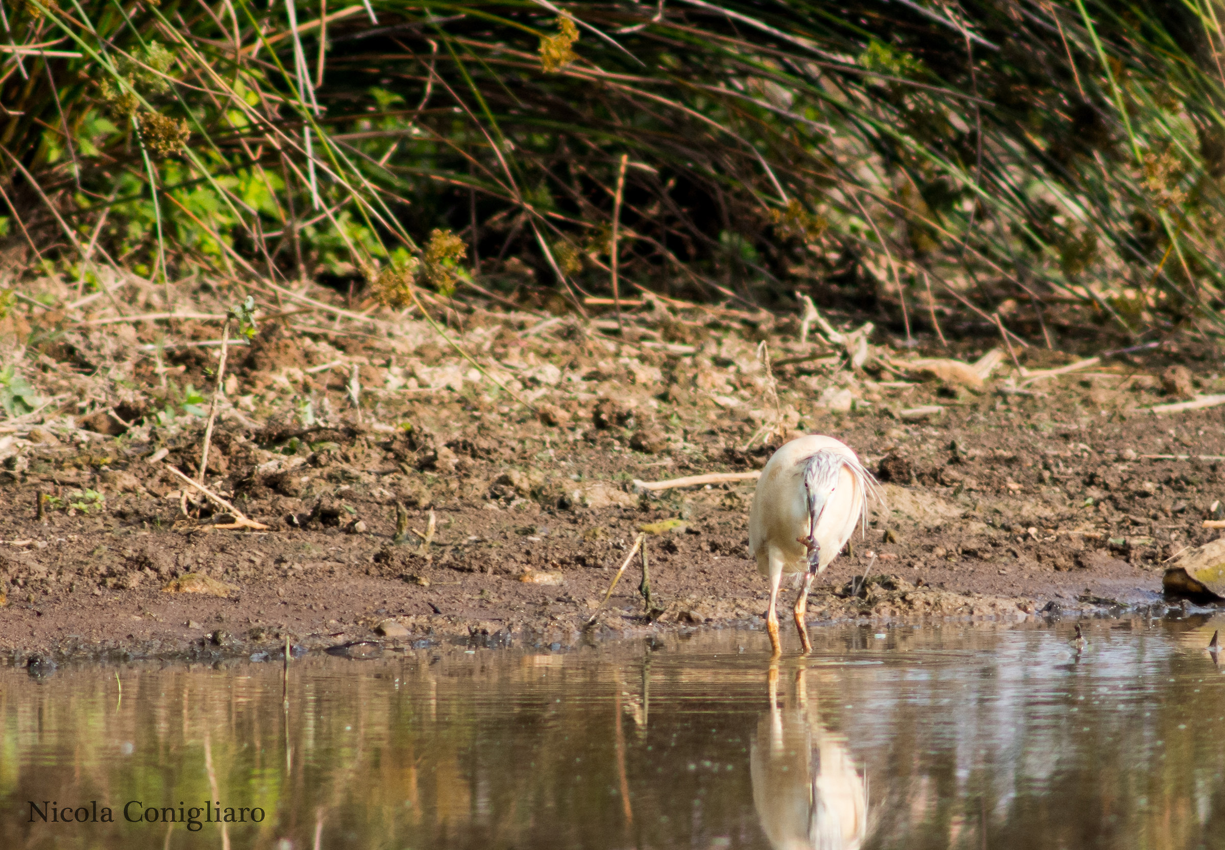 Sgarza ciuffetto con grillotalpa