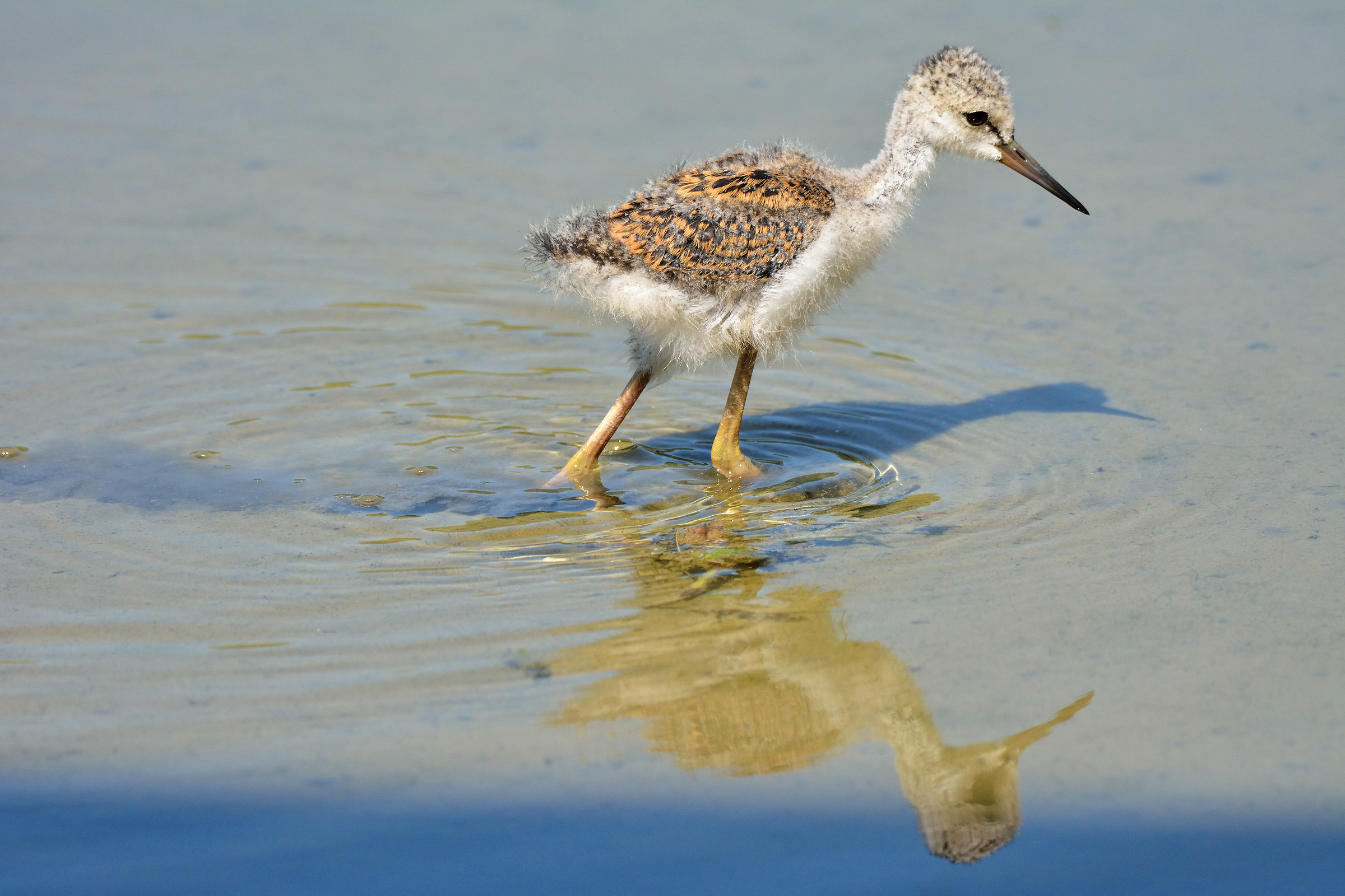 Centro cicogne Racconigi