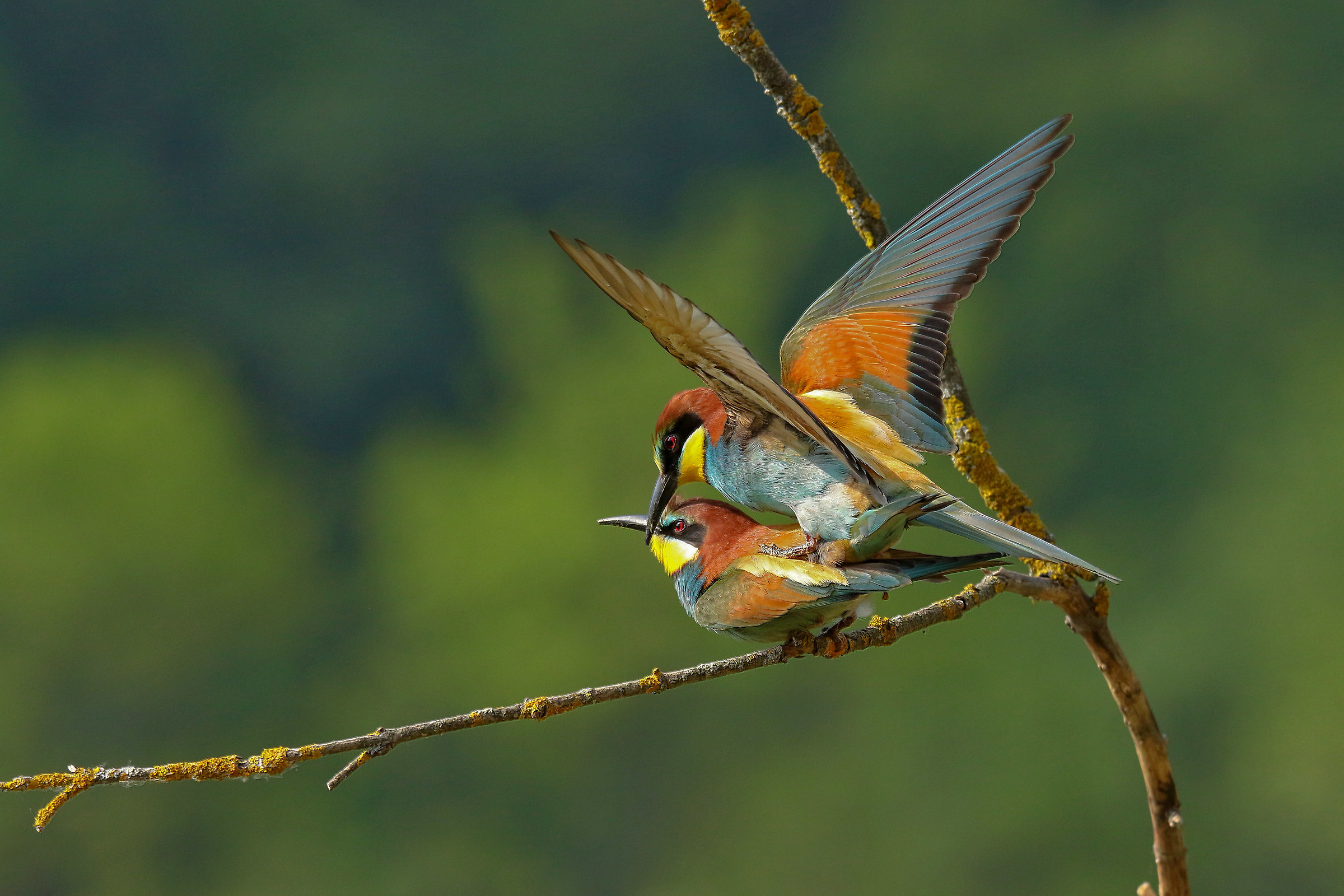 bee-eaters