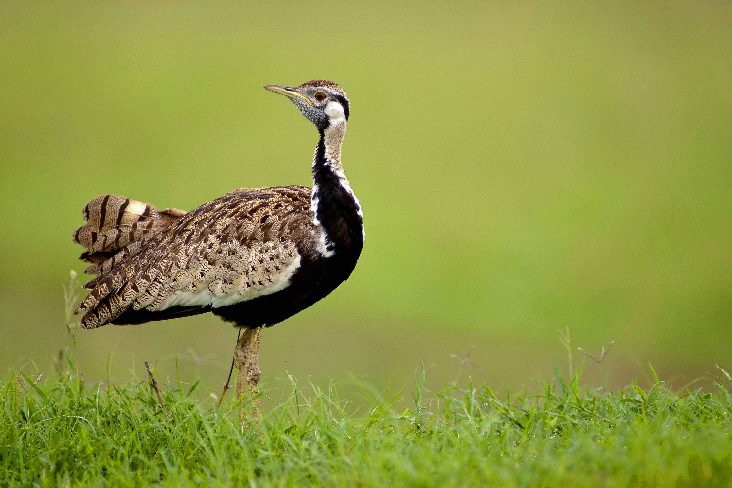 Bustard nera