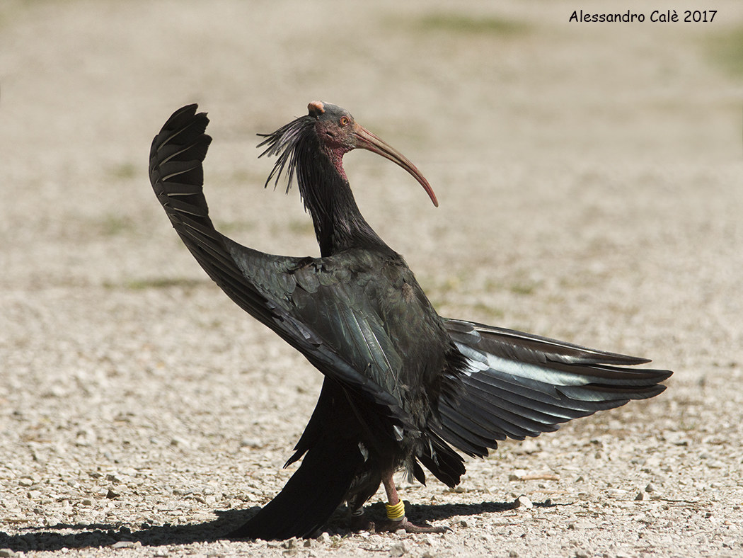 Garonticus hermit (Ibis hermit) 7982