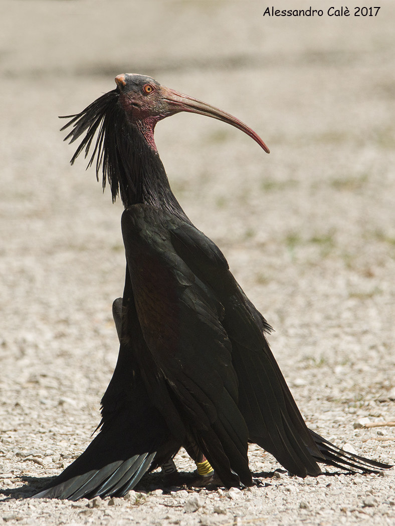 Garonticus hermit (Ibis hermit) 8017