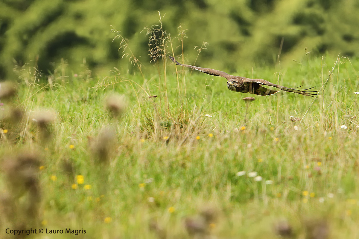 Flight blade of grass