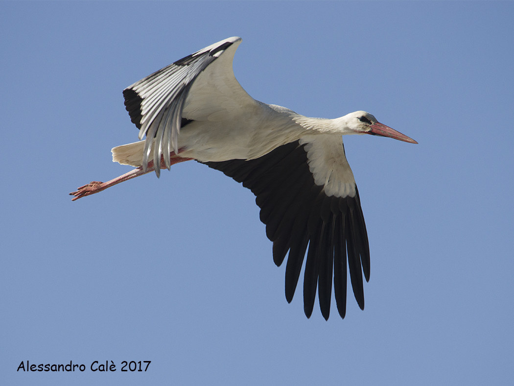 Ciconia ciconia (Cicogna bianca) 7892