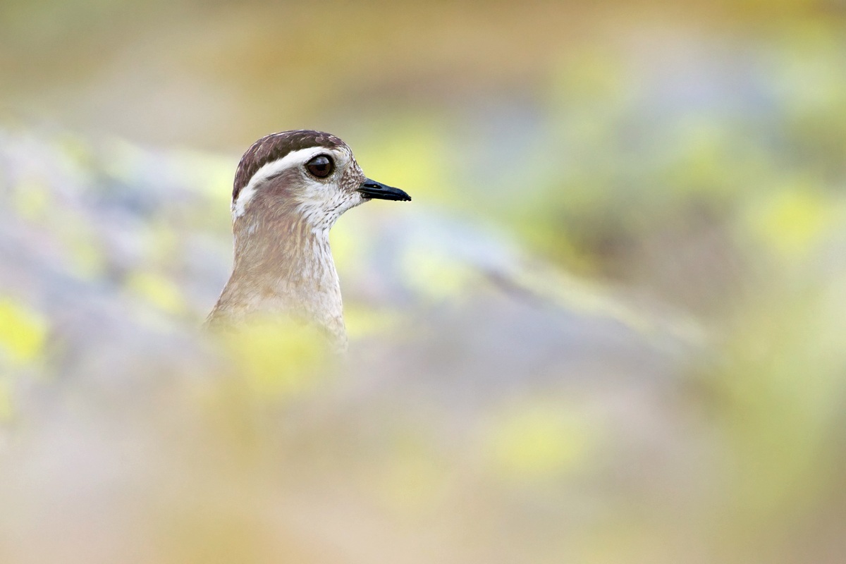 Piviere tortolino etereo