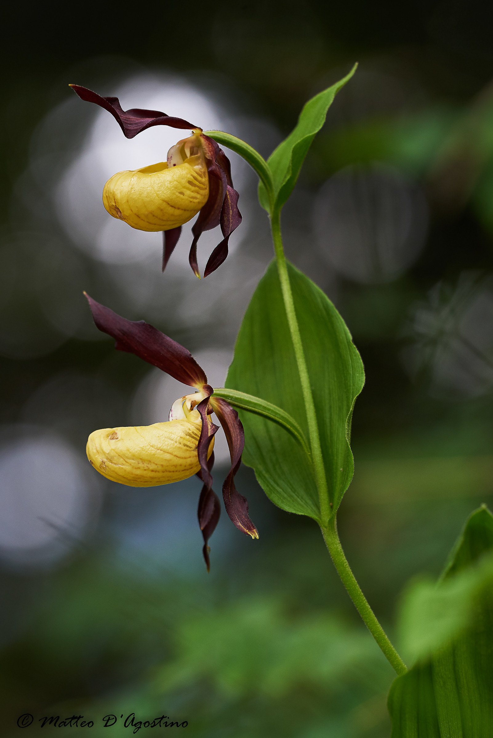 Cypripedium calceolus