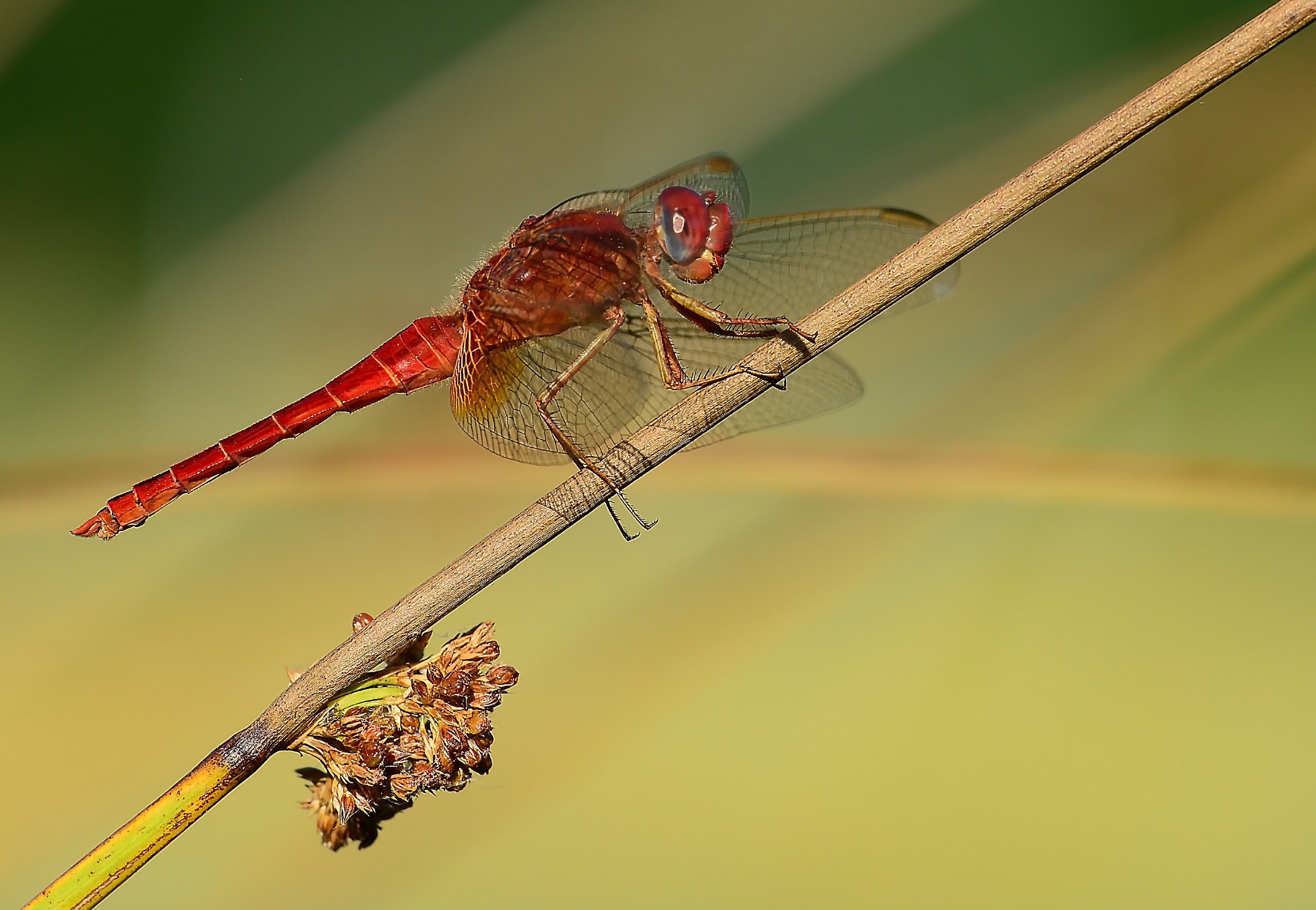 Sympetrum sanguineum