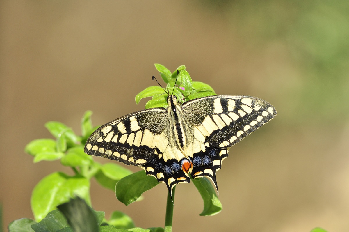 Machaon