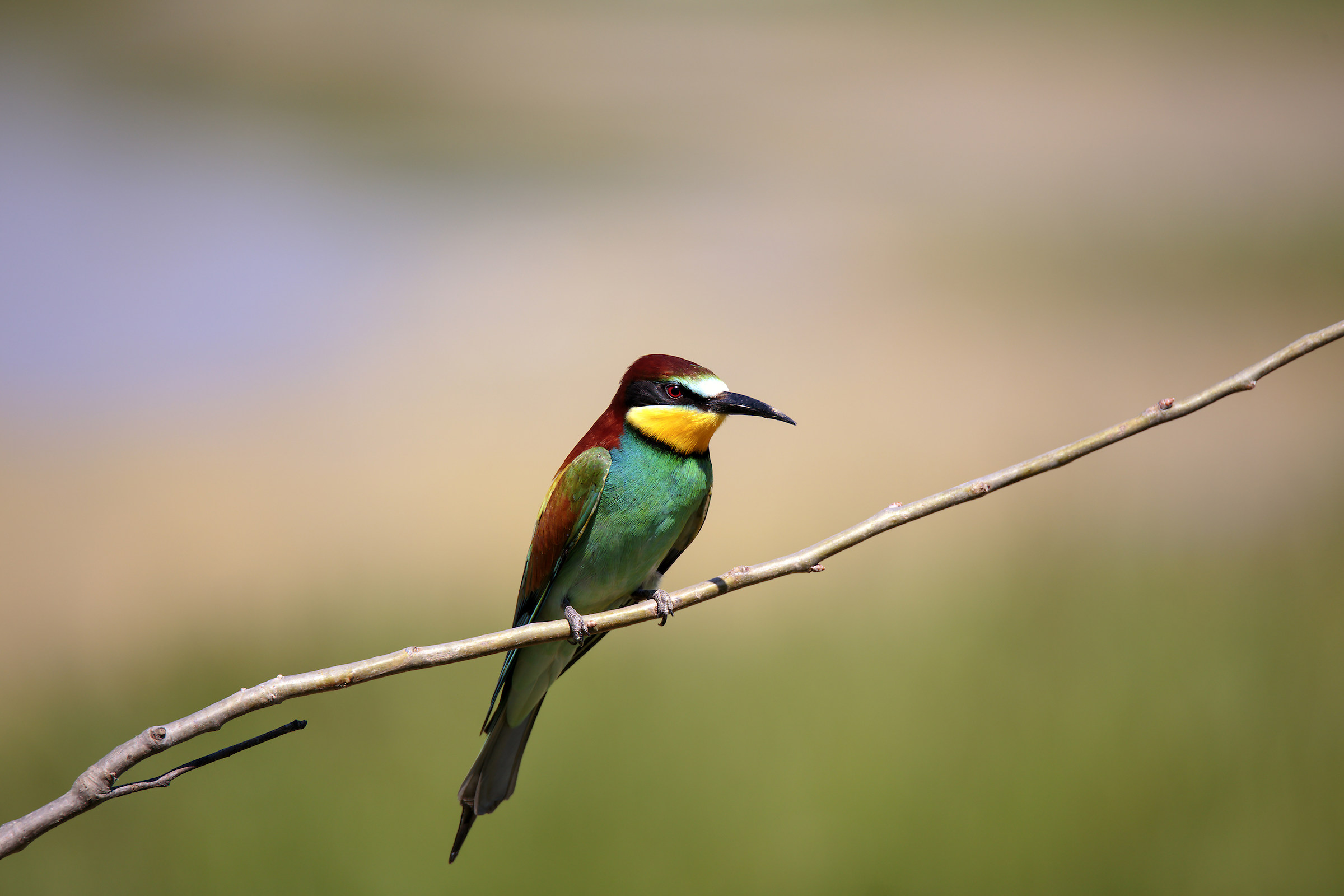 Bee eater