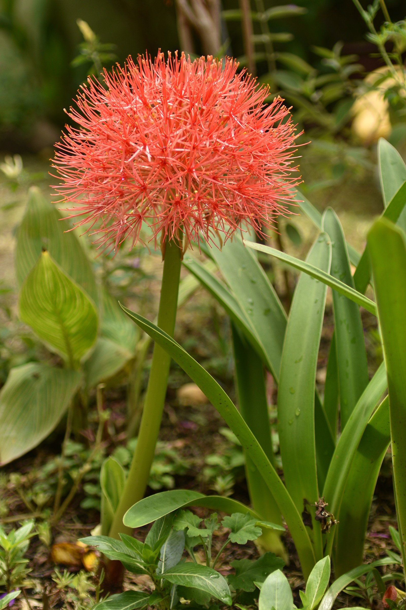 Flor desconocida f2.8 (enfoque con pantalla)