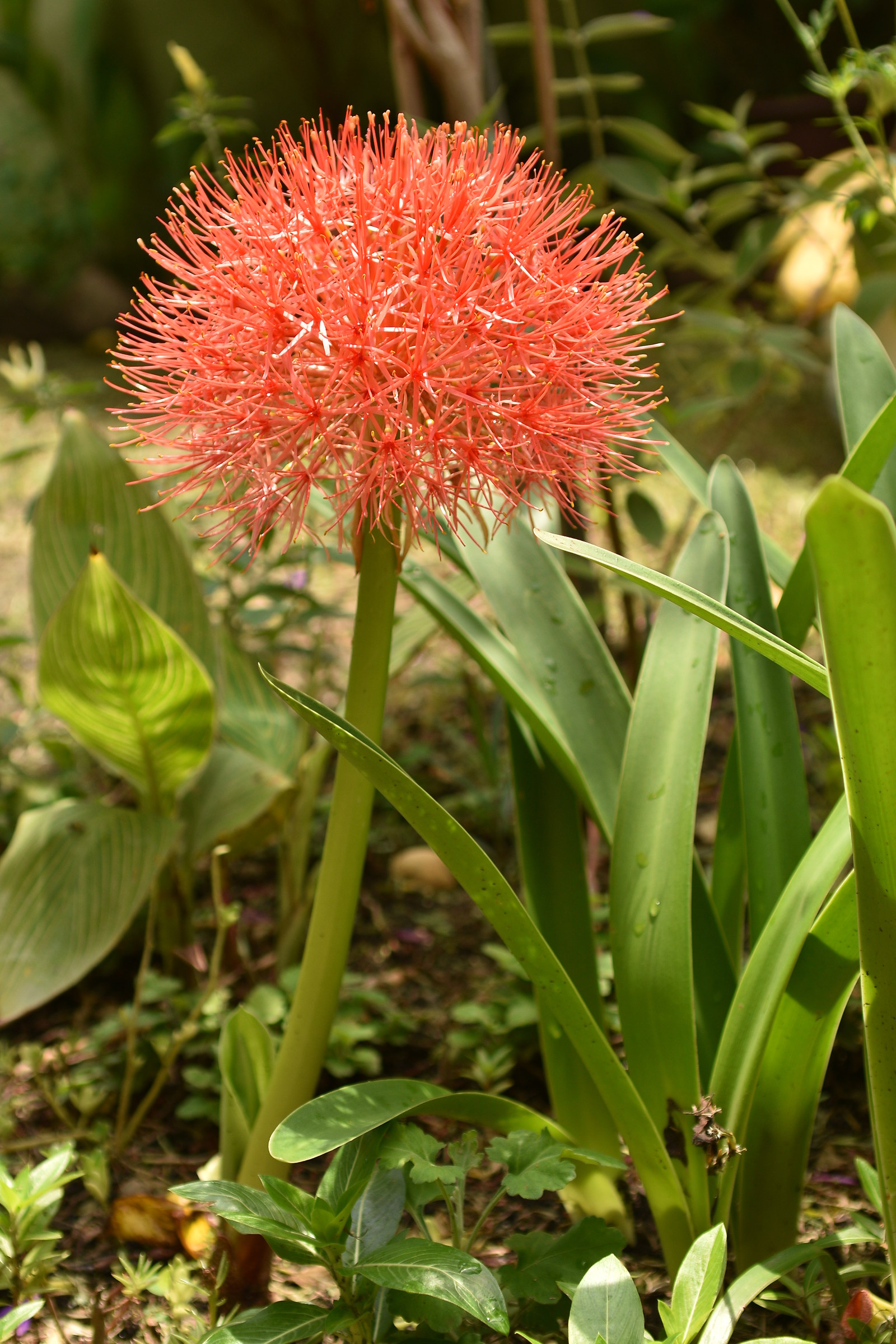 Flor desconocida F4 (enfoque con pantalla)