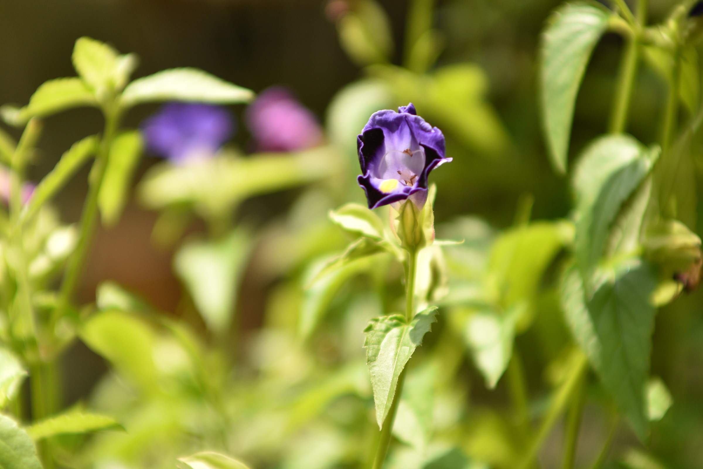 Flor  Morada con amarillo y blanco