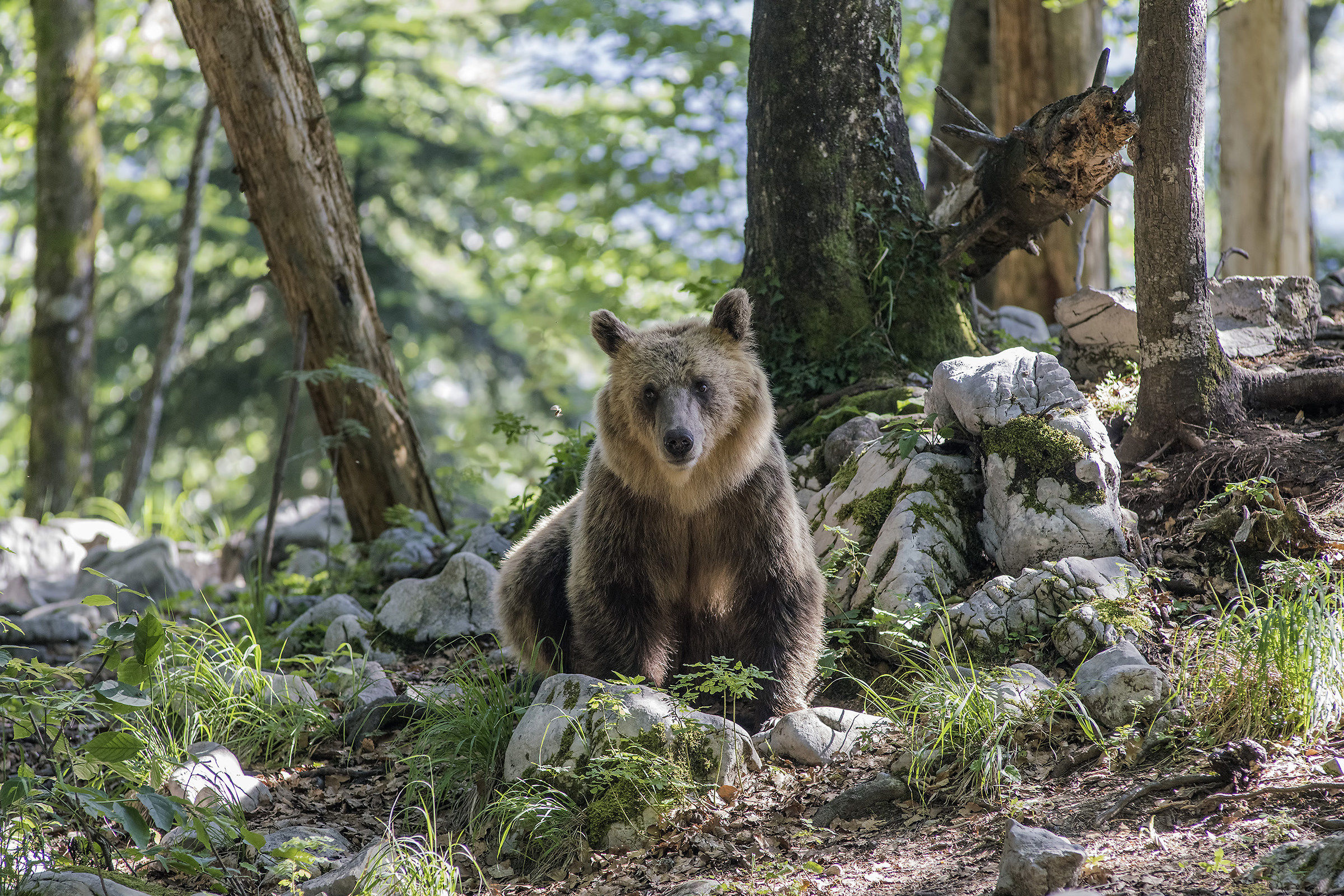 Orso Slovenia in pausa