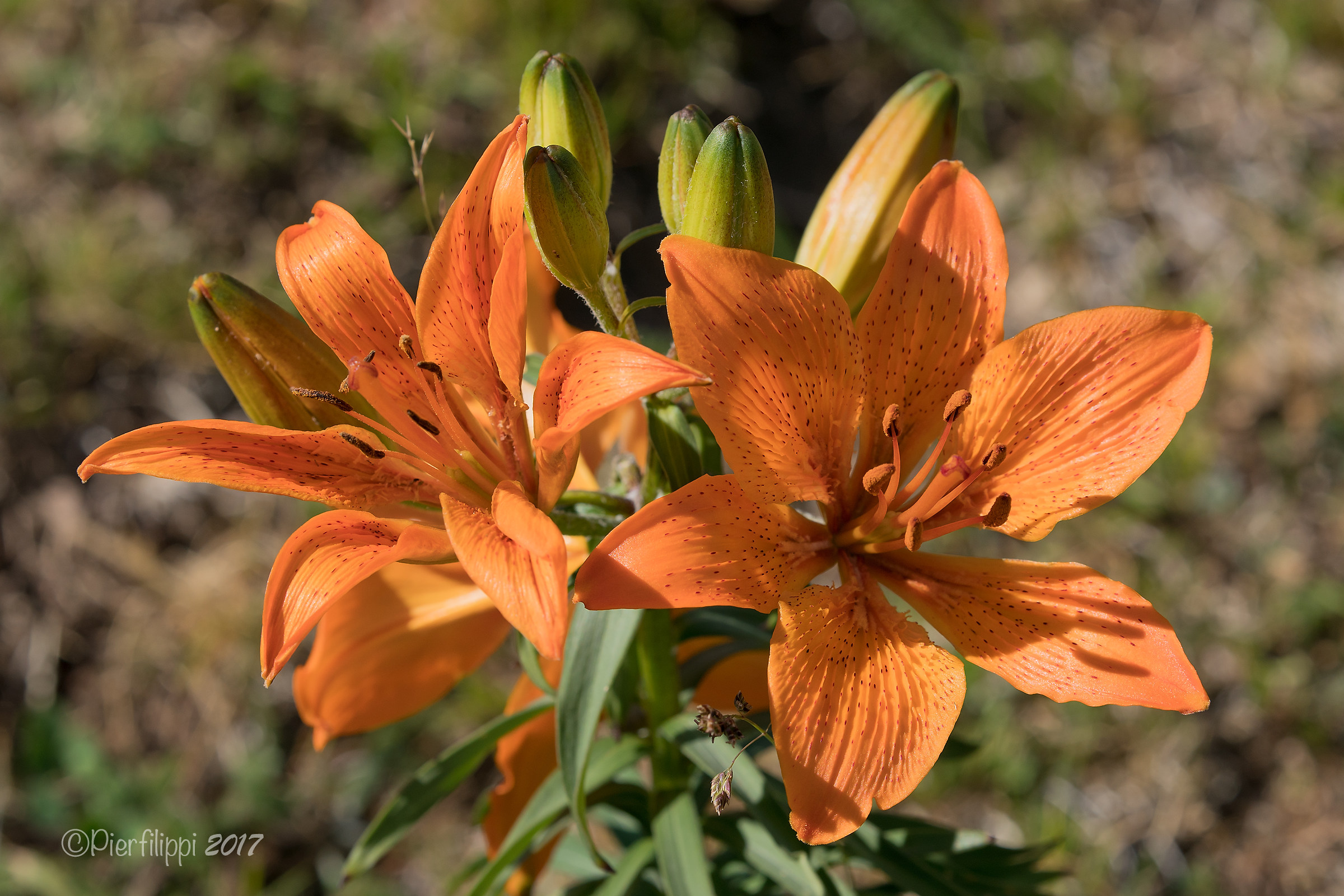Croceum Lilium Bulbiferum