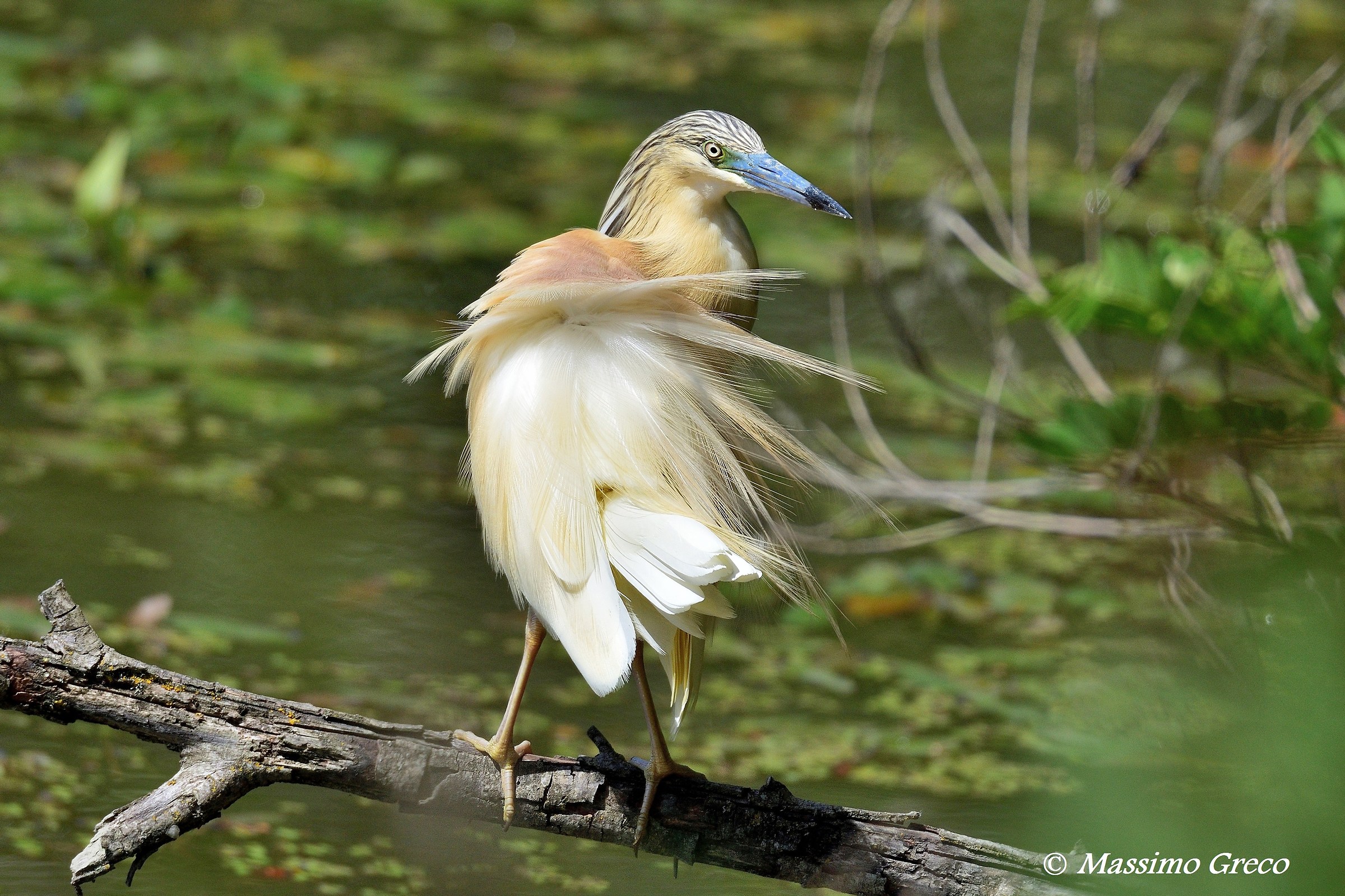 Sgarza ciuffetto (Ardeola ralloides)