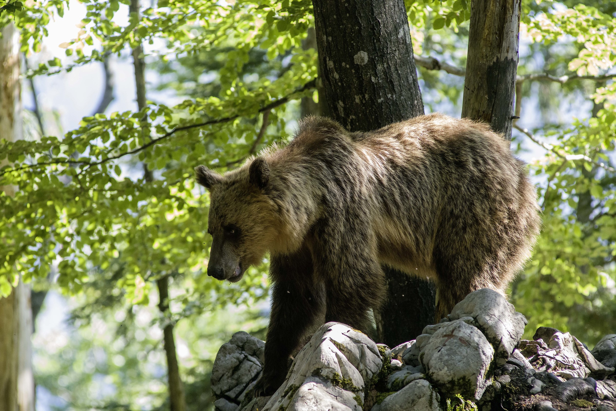 Orso Slovenia 2