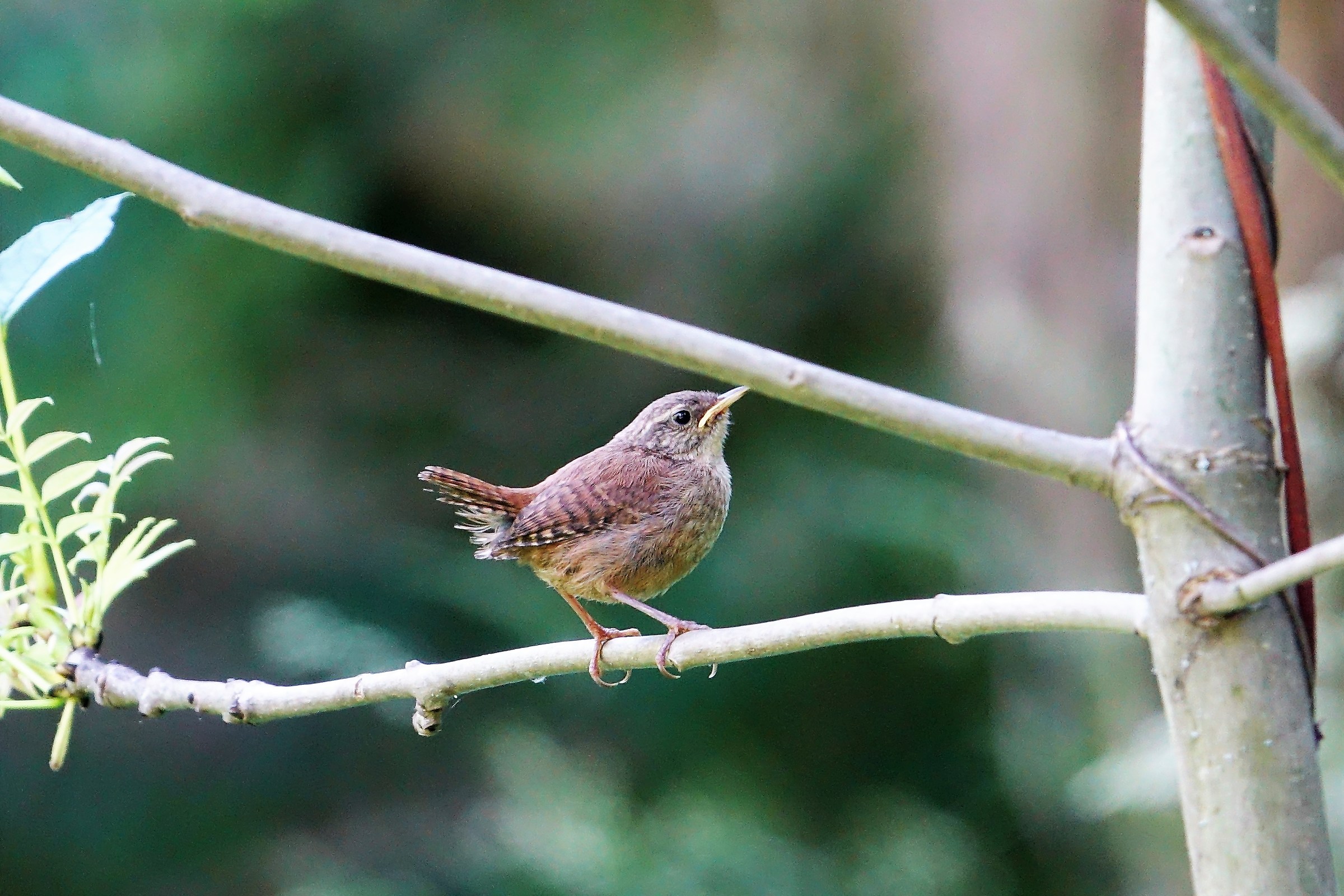 scricciolo....10 gr. di bellezza.....