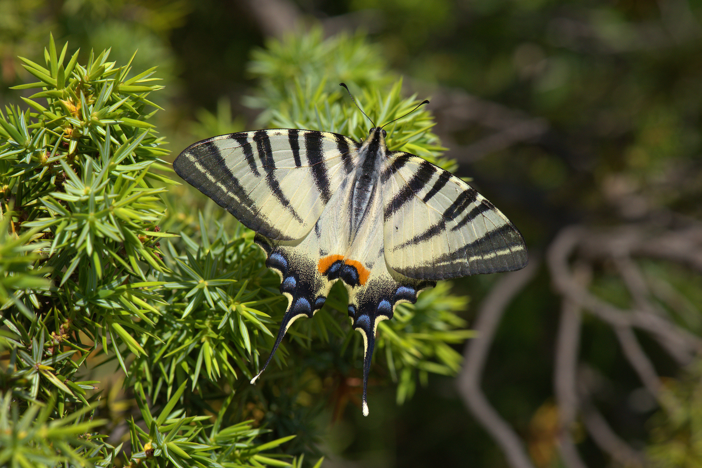 Hiphyclides podalirius