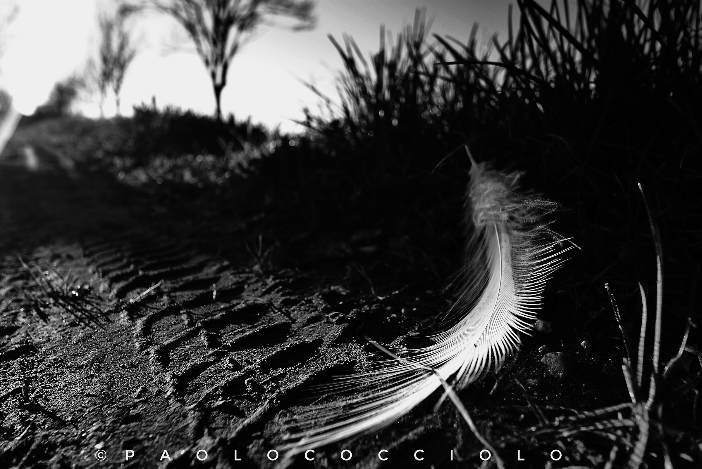 White feather