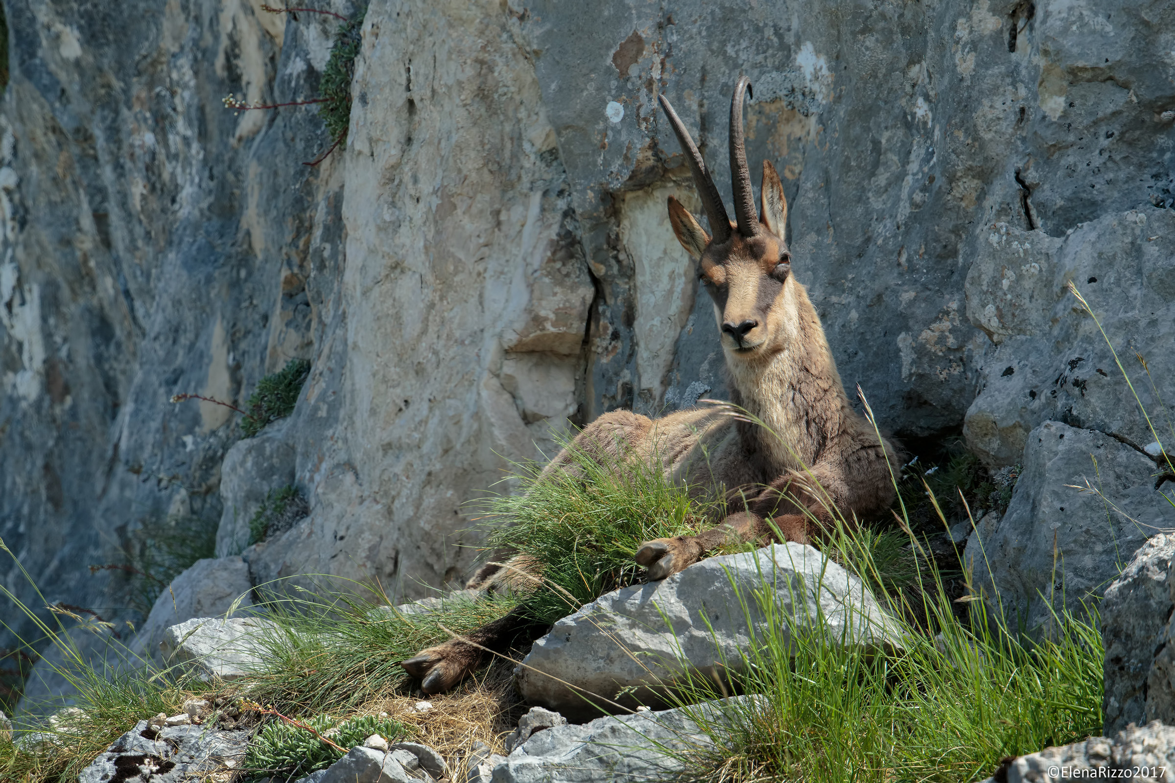 Apennine chamois
