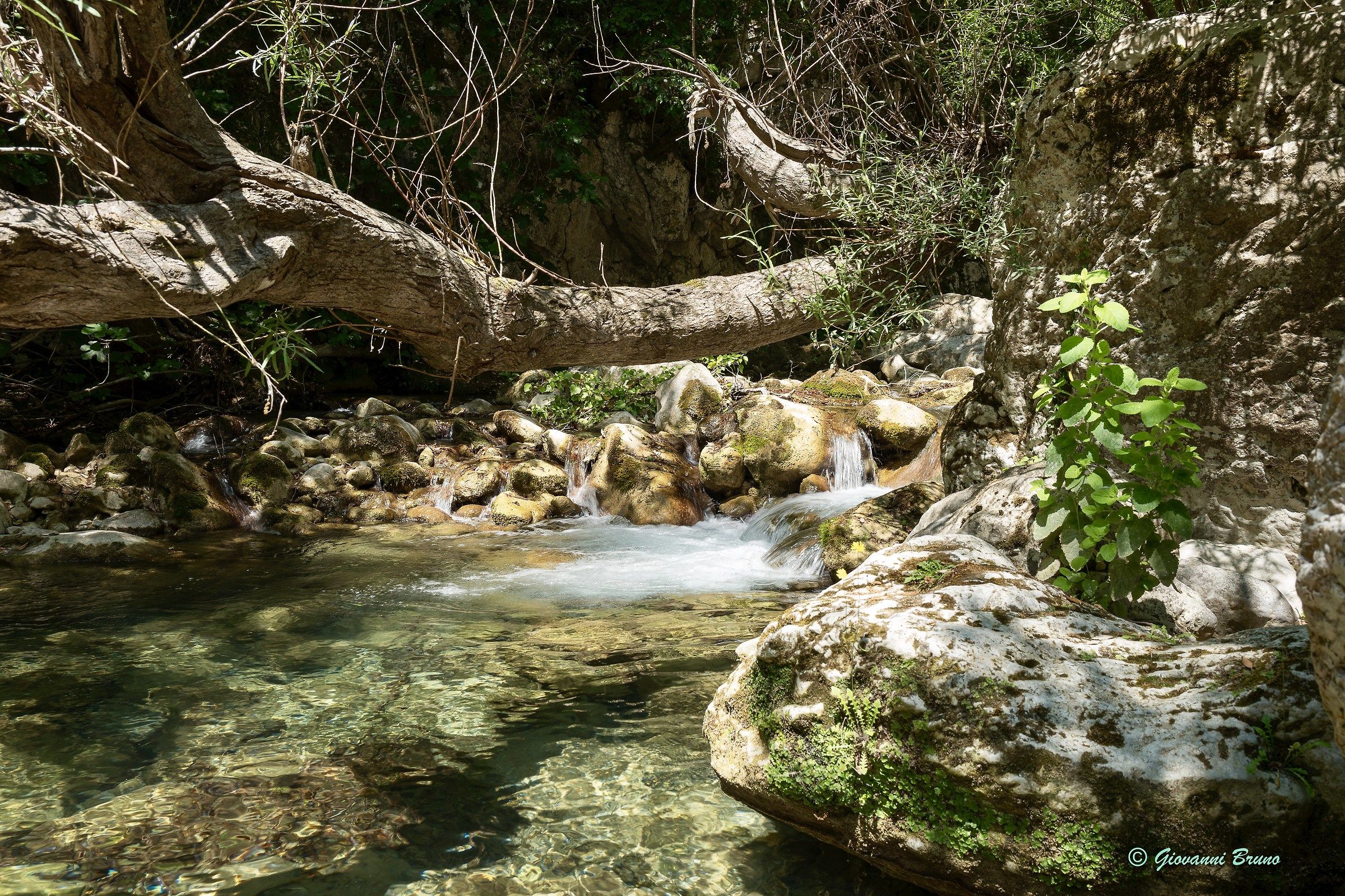 Spring and pond with yellow flower