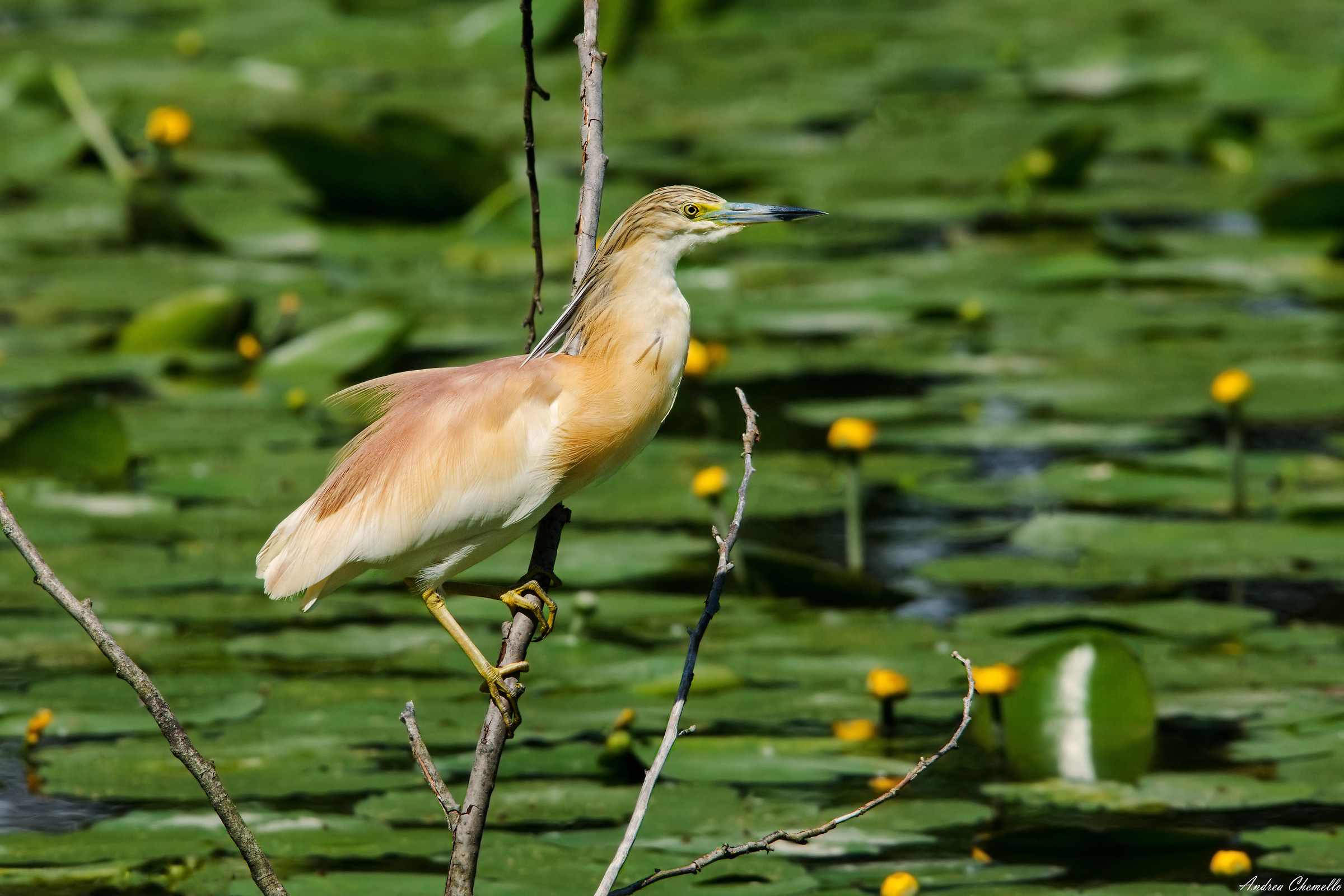 Shrub Sgarza (Ardeola ralloides)