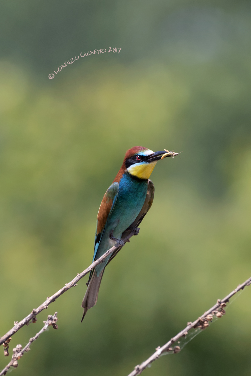 Bee-Eater