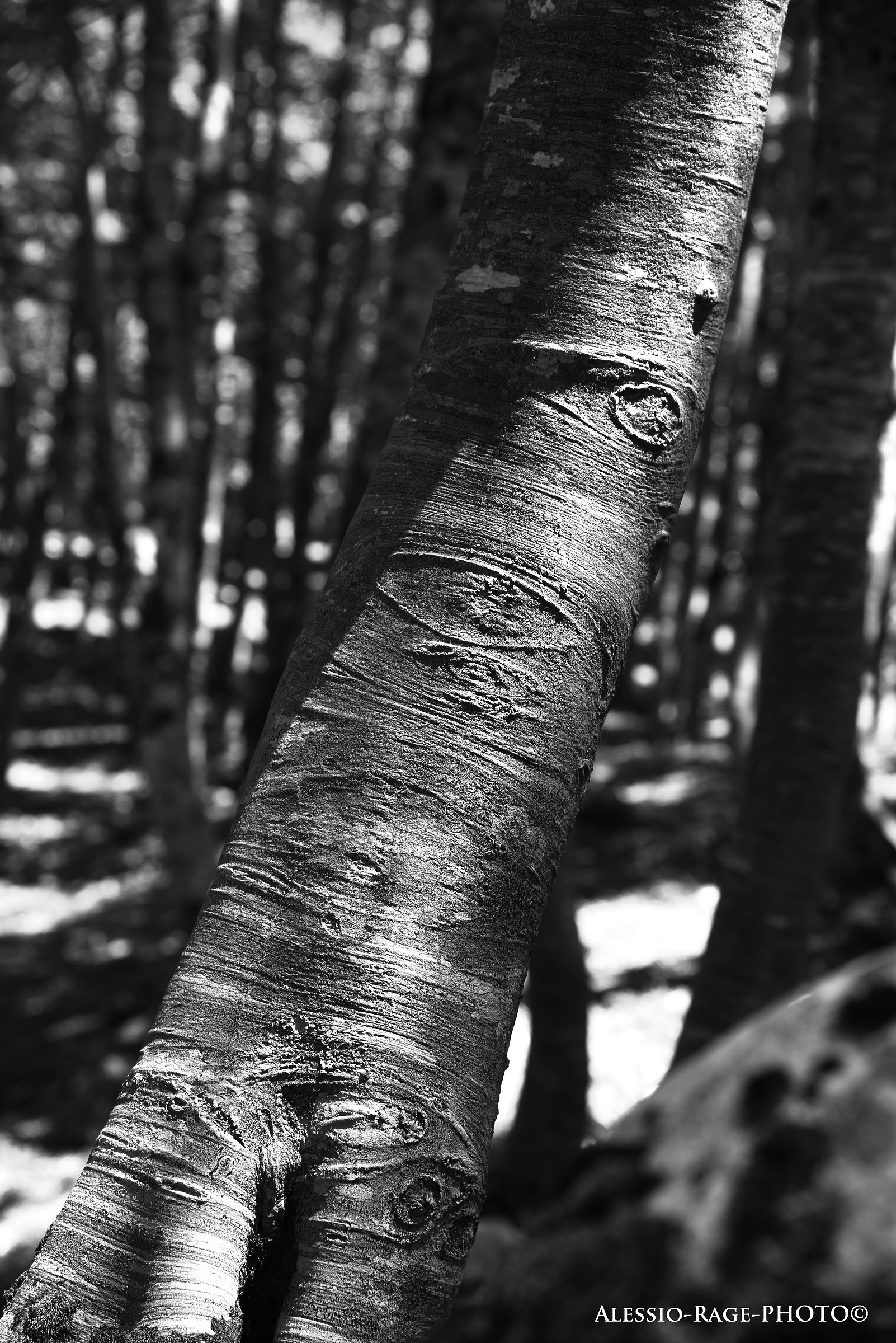 The trees have their eyes