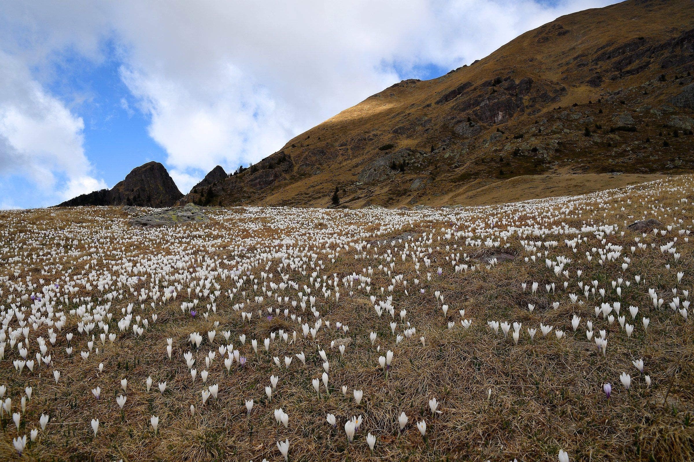 Crocus mountain field