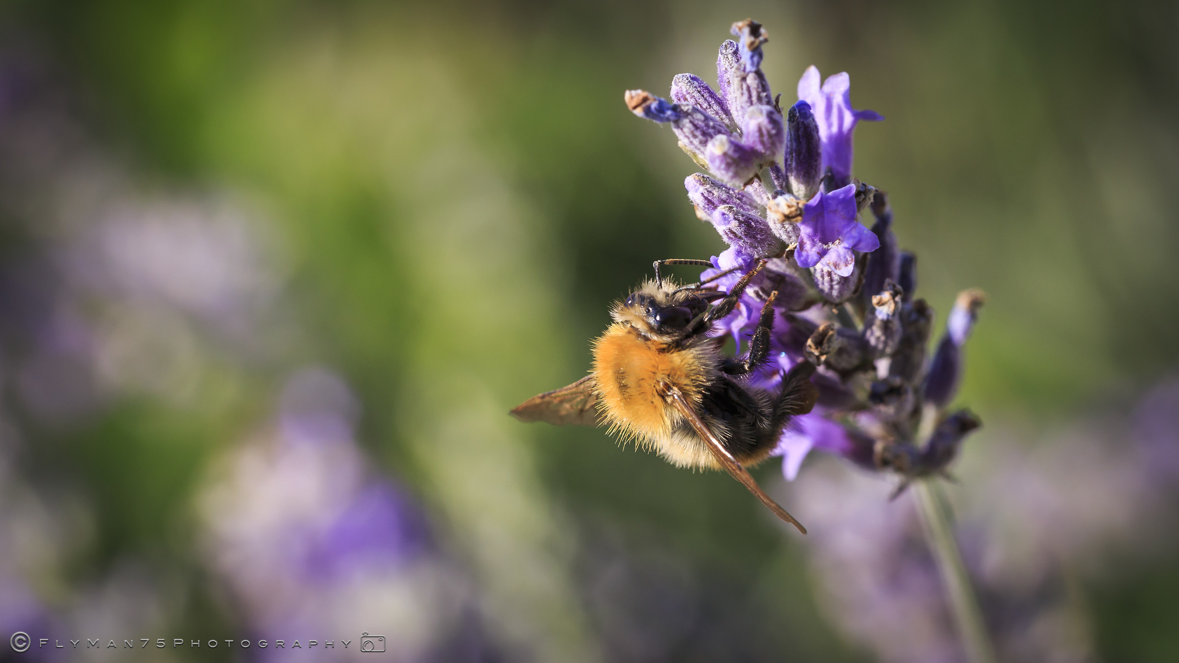 Bee, Pollination, Flowers, Gardens at Torri del Benaco