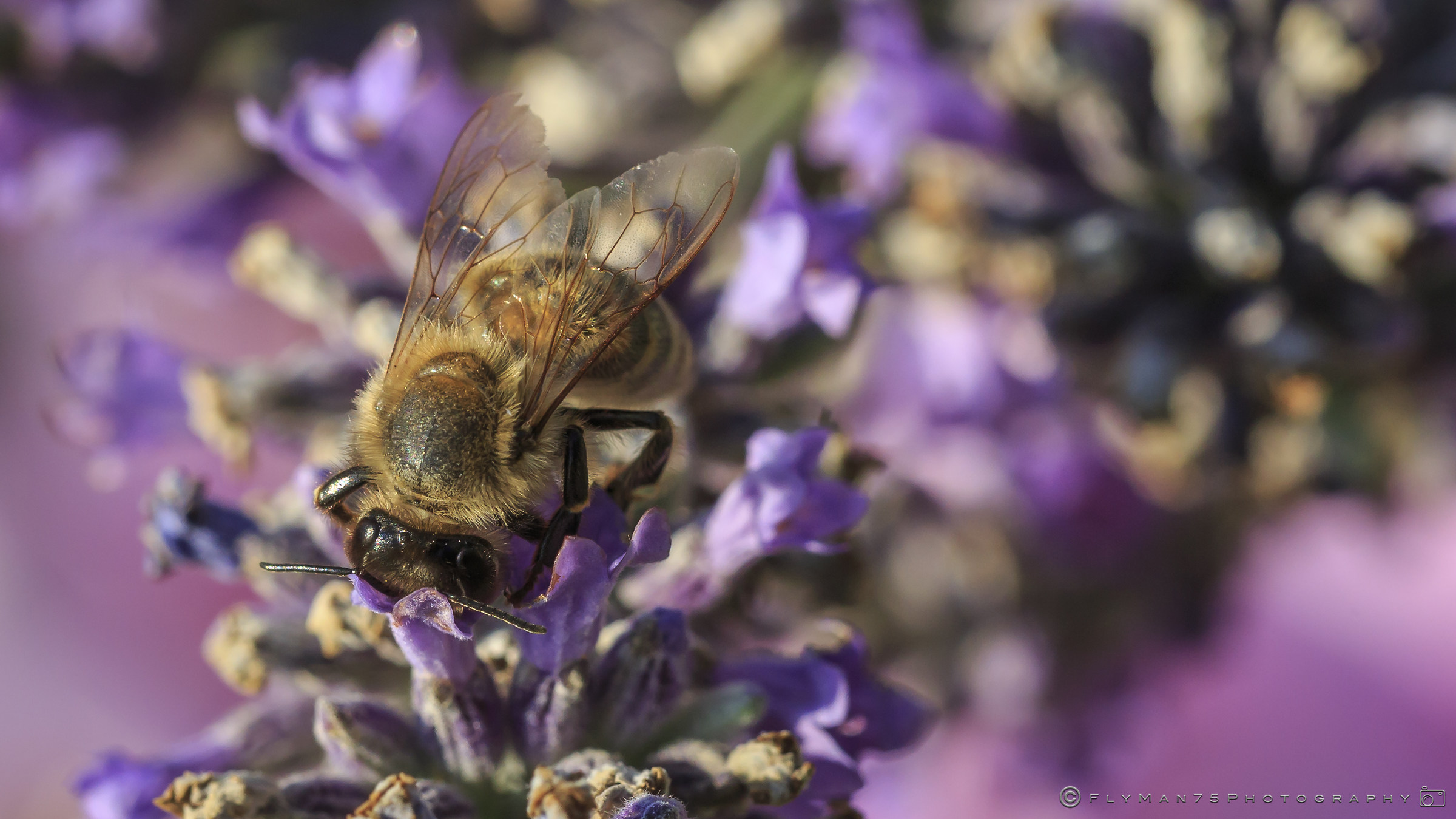 Bee, Pollination, Flowers, Gardens at Torri del Benaco