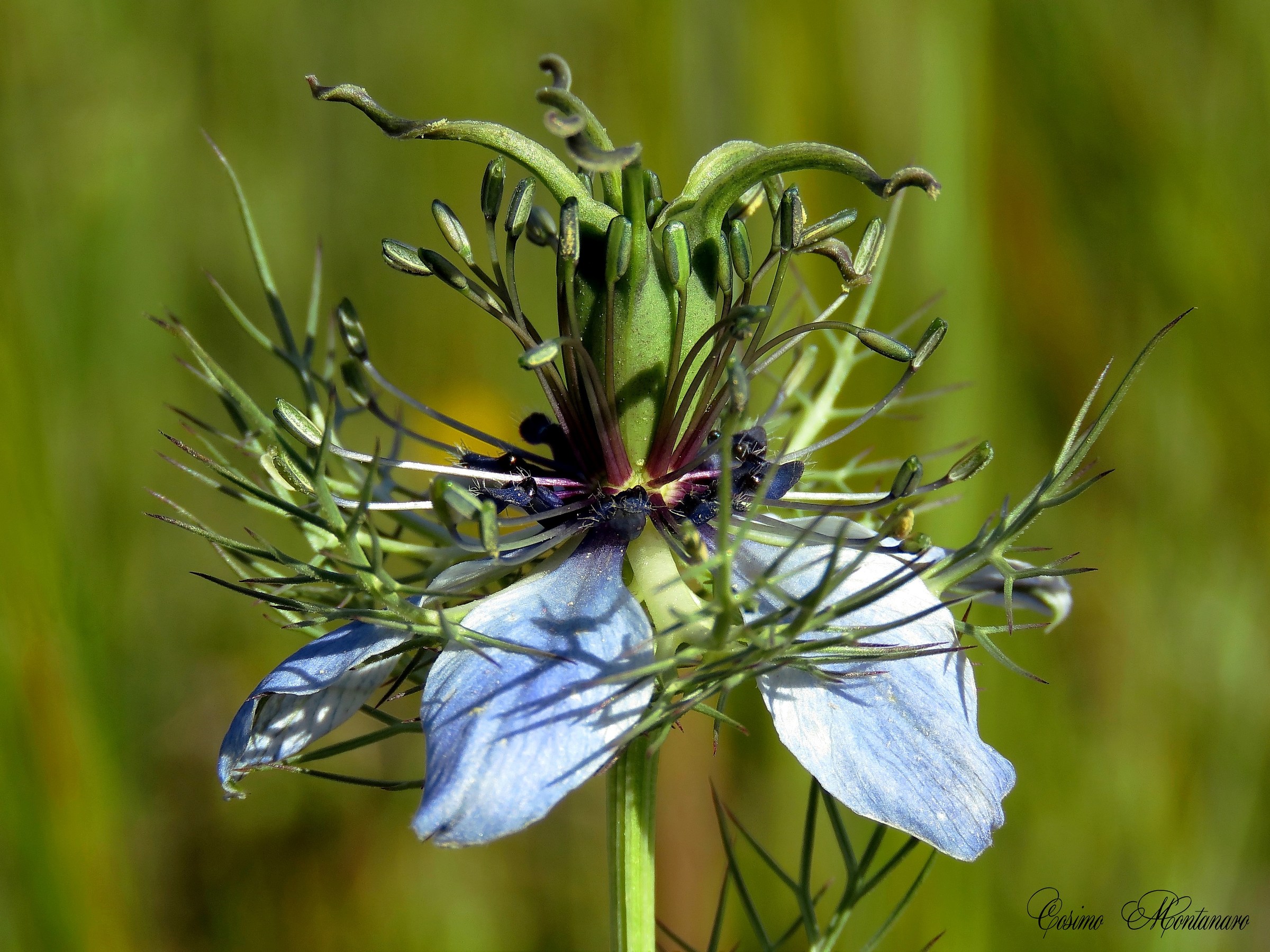 Nigella damascena  L.