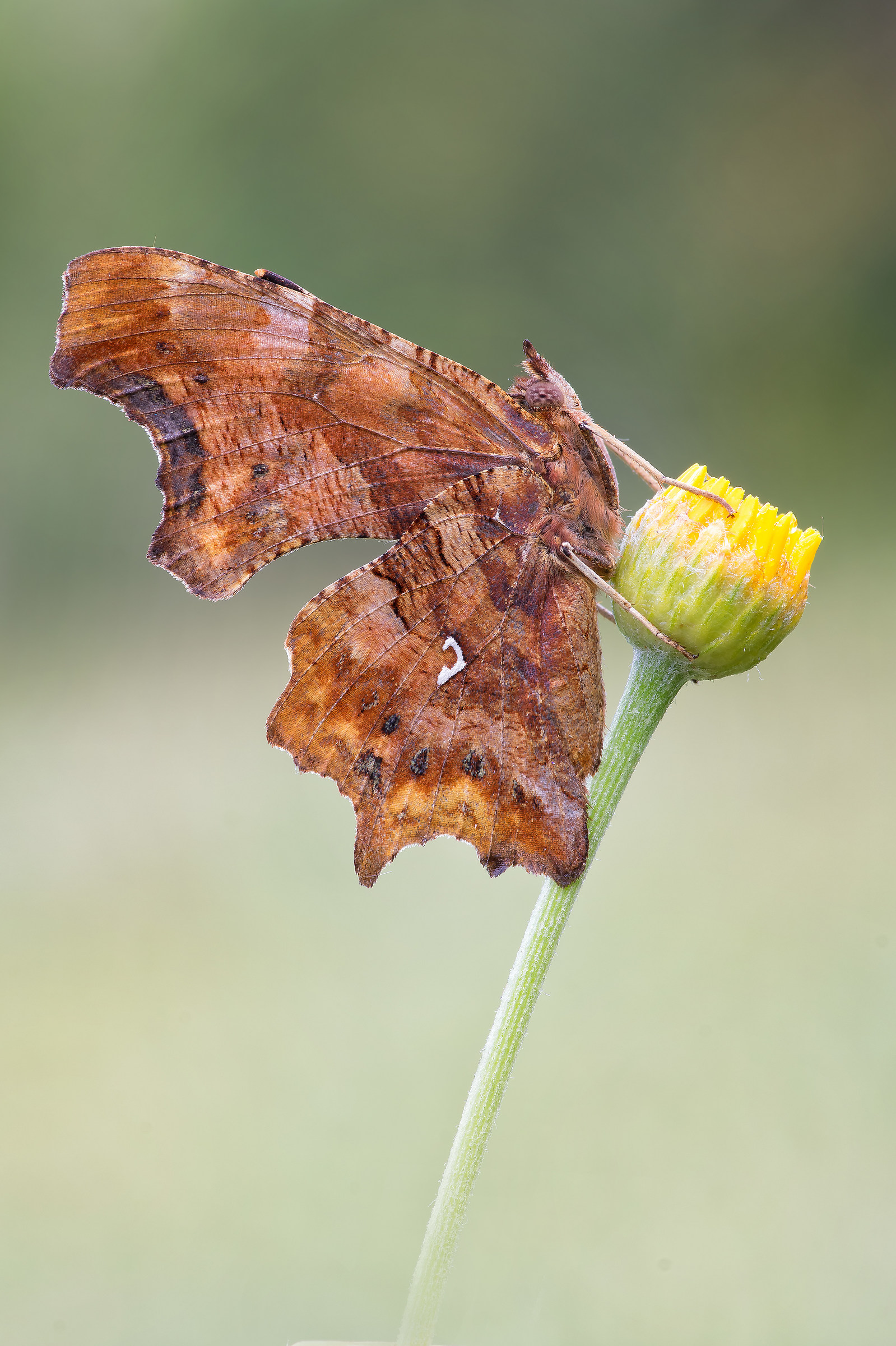 Polygonia c album