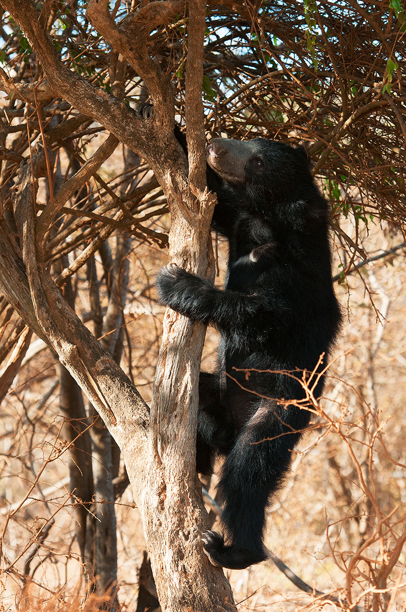 Sloth Bear