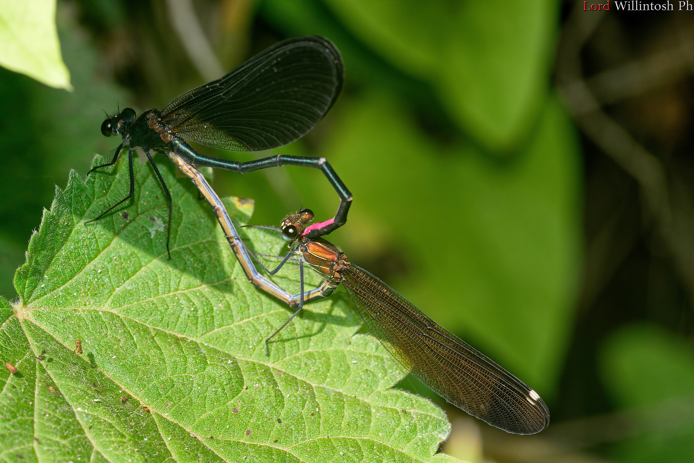 Pairing between dragonflies