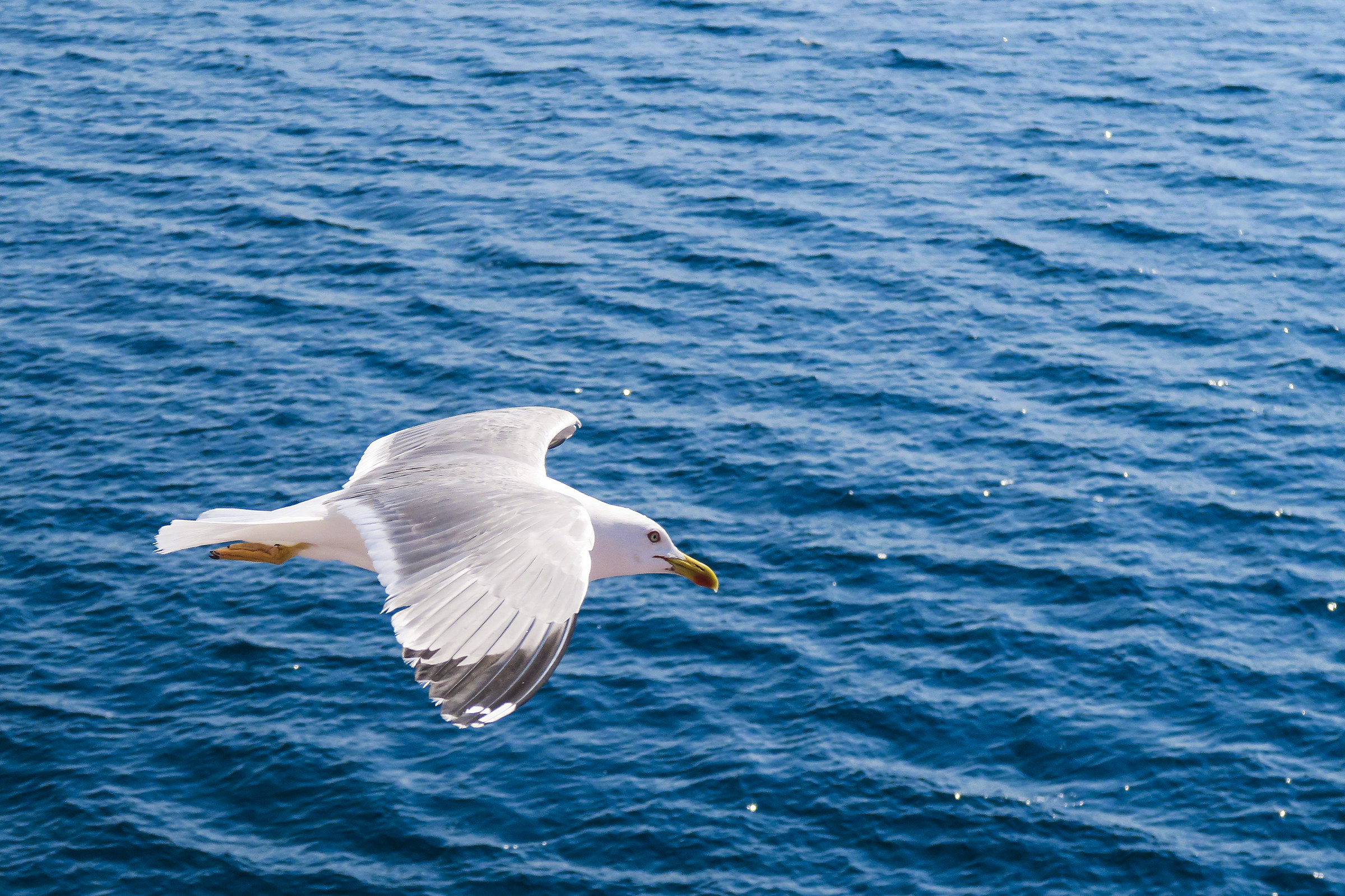 in viaggio verso l'isola di thassos - grecia