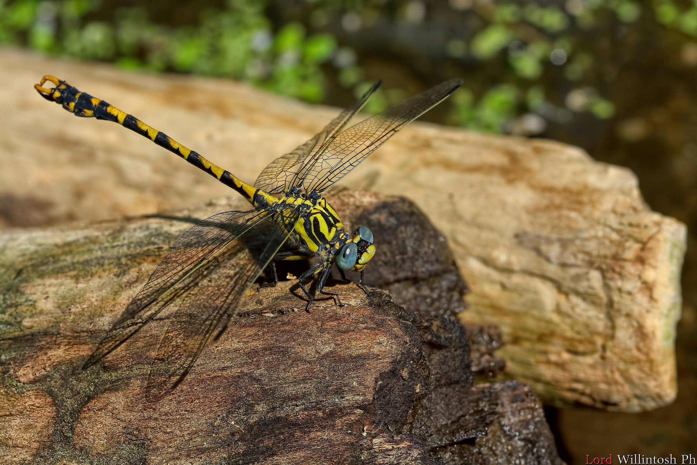 Tiger-like dragonfly