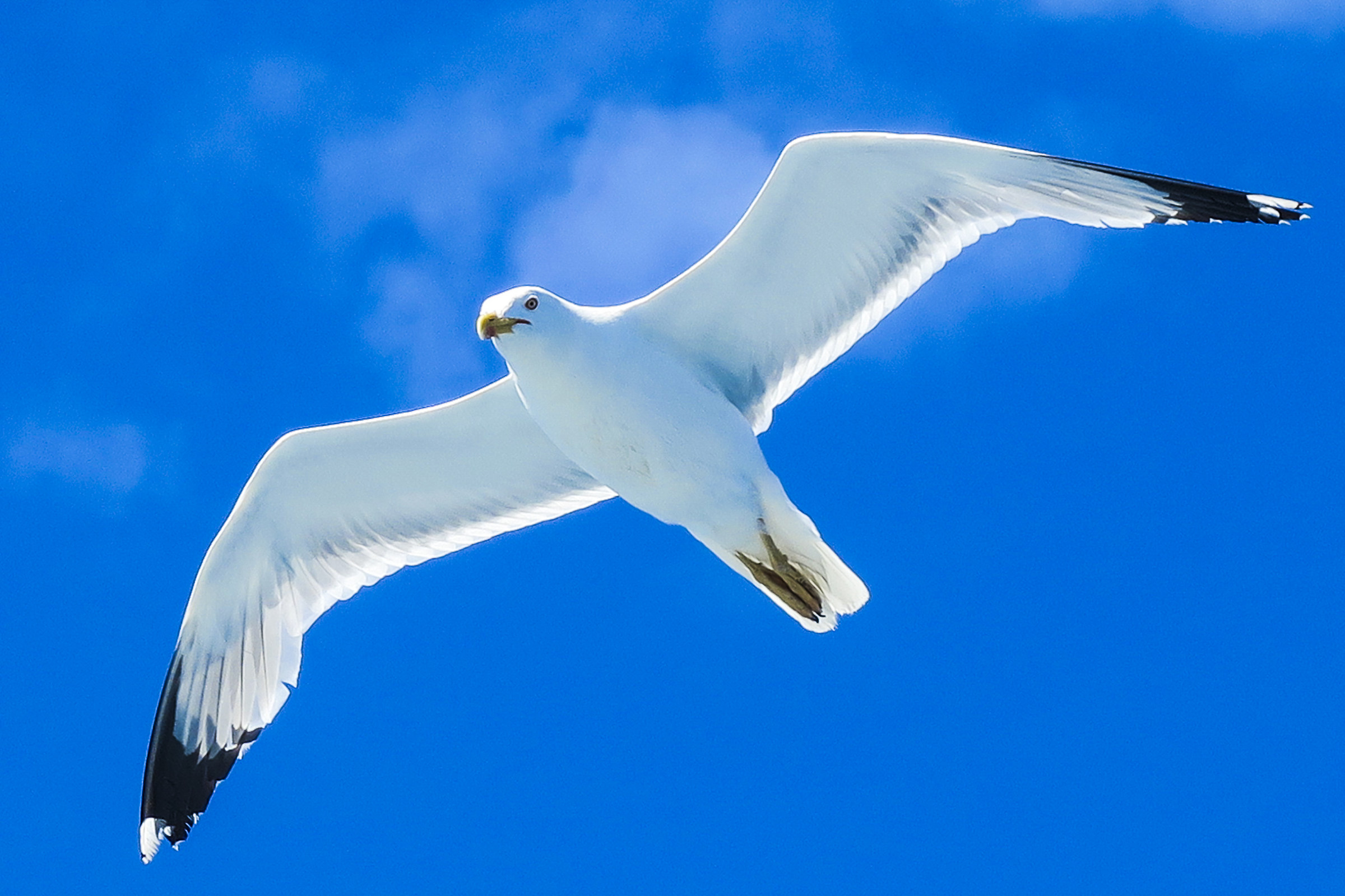 In flight to the samotrace island - greece