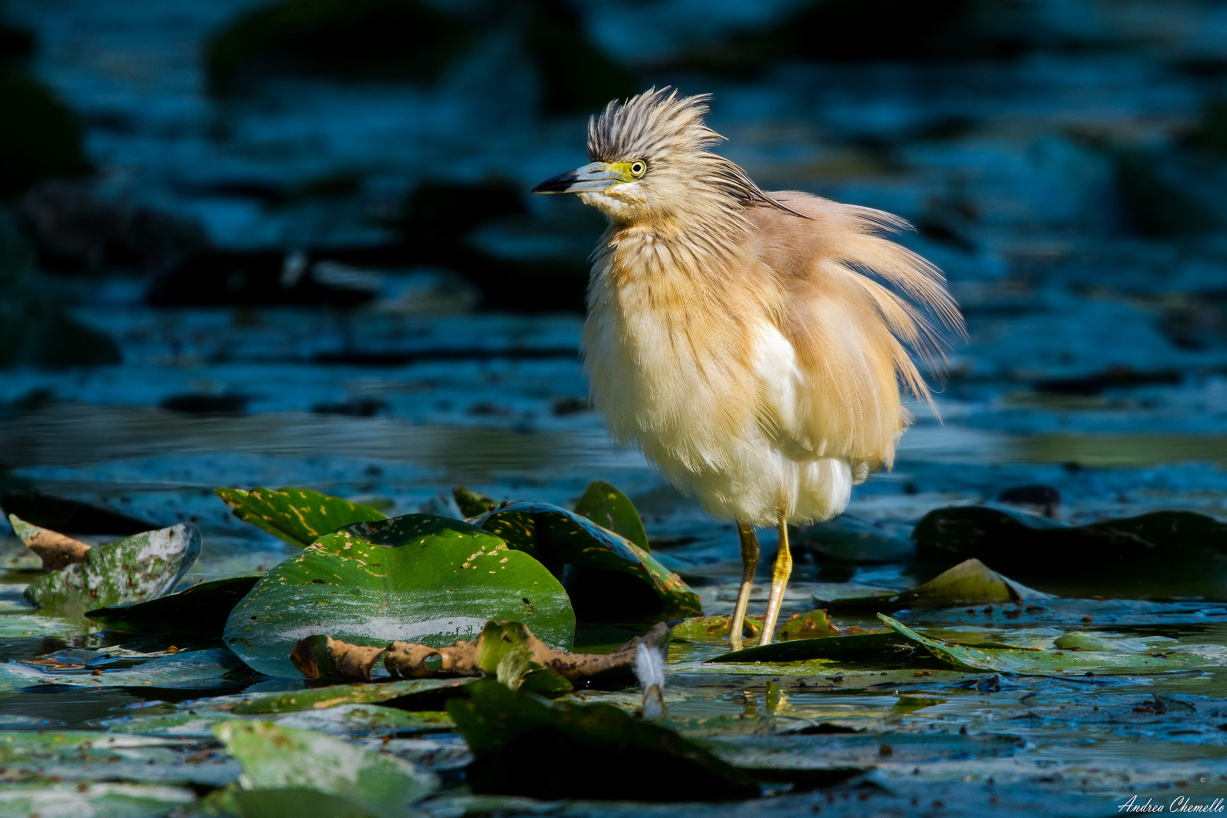 Sgarza arruffata (versione 2)