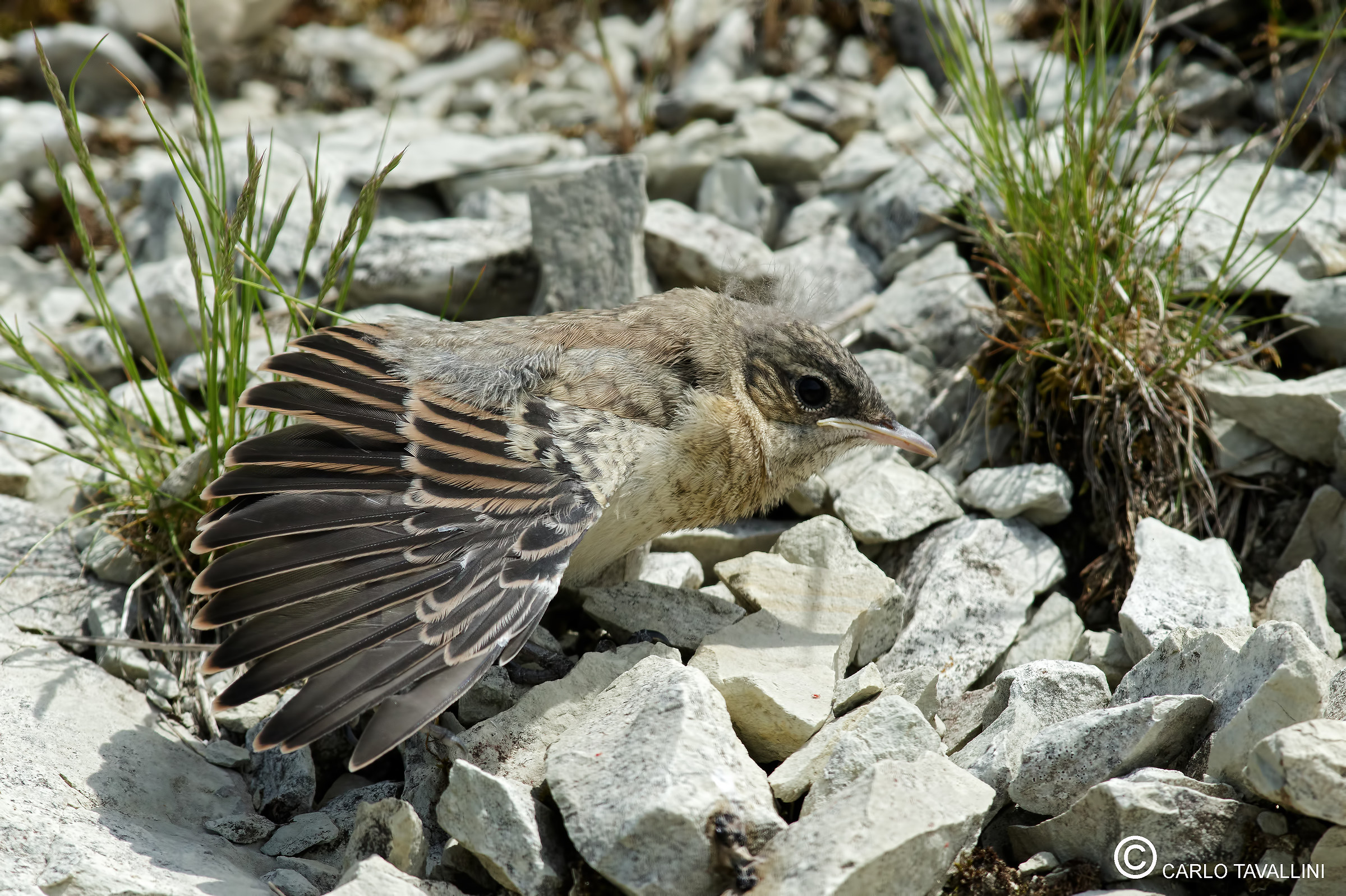 Stretching bottle whitish