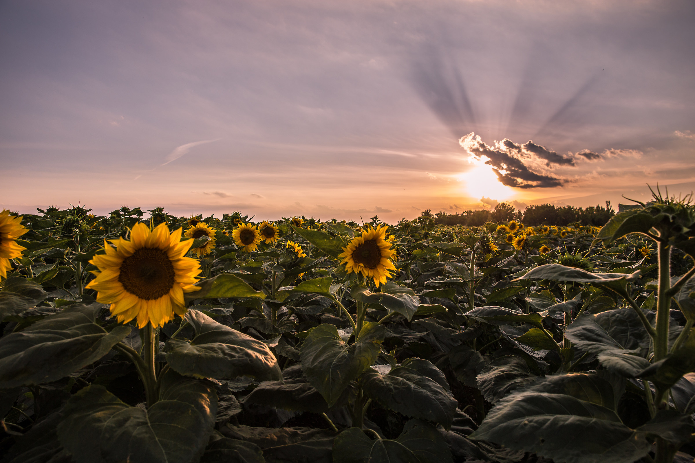A smile at the last sun