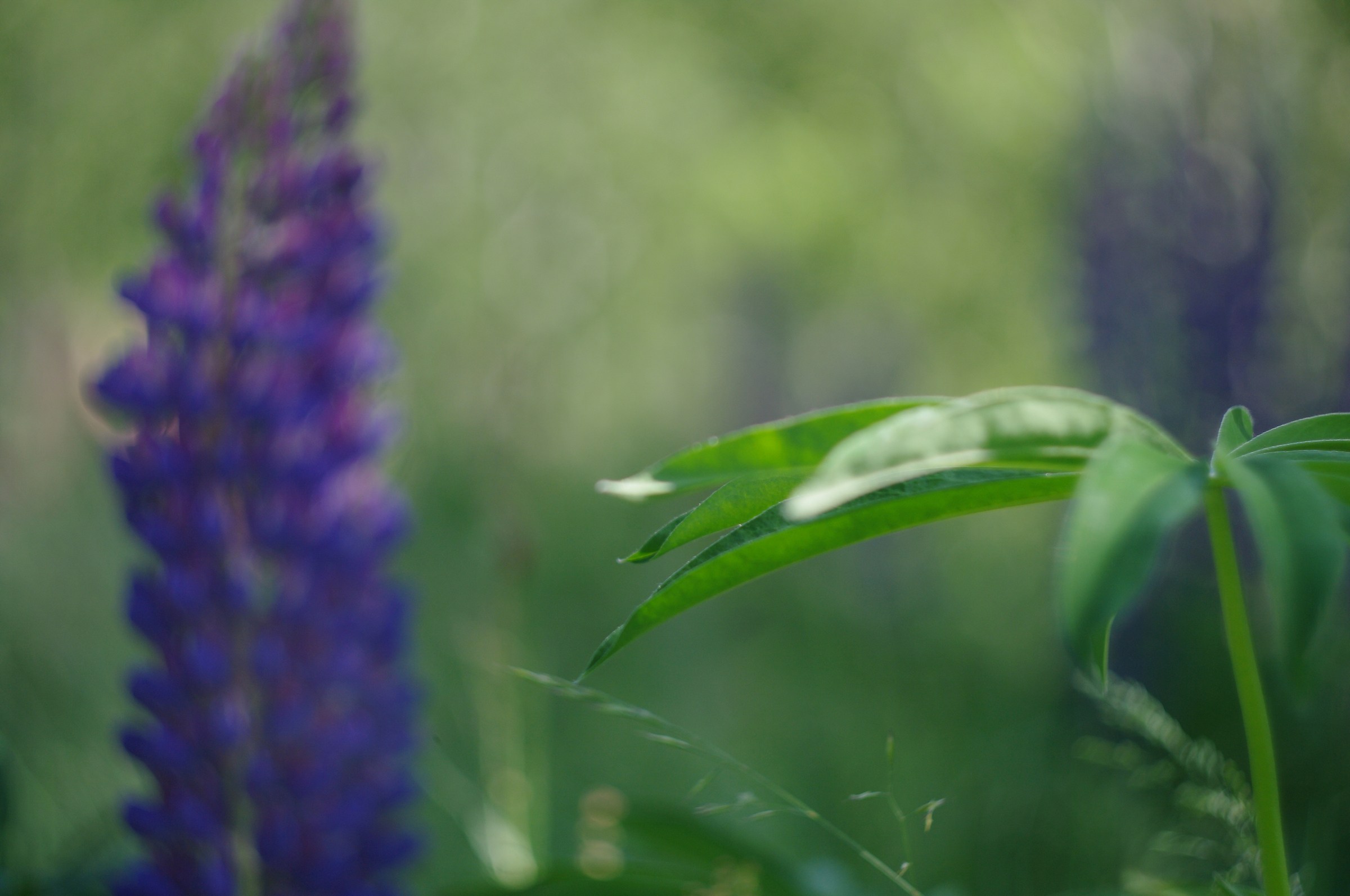 Blue cluster flower on gradient background