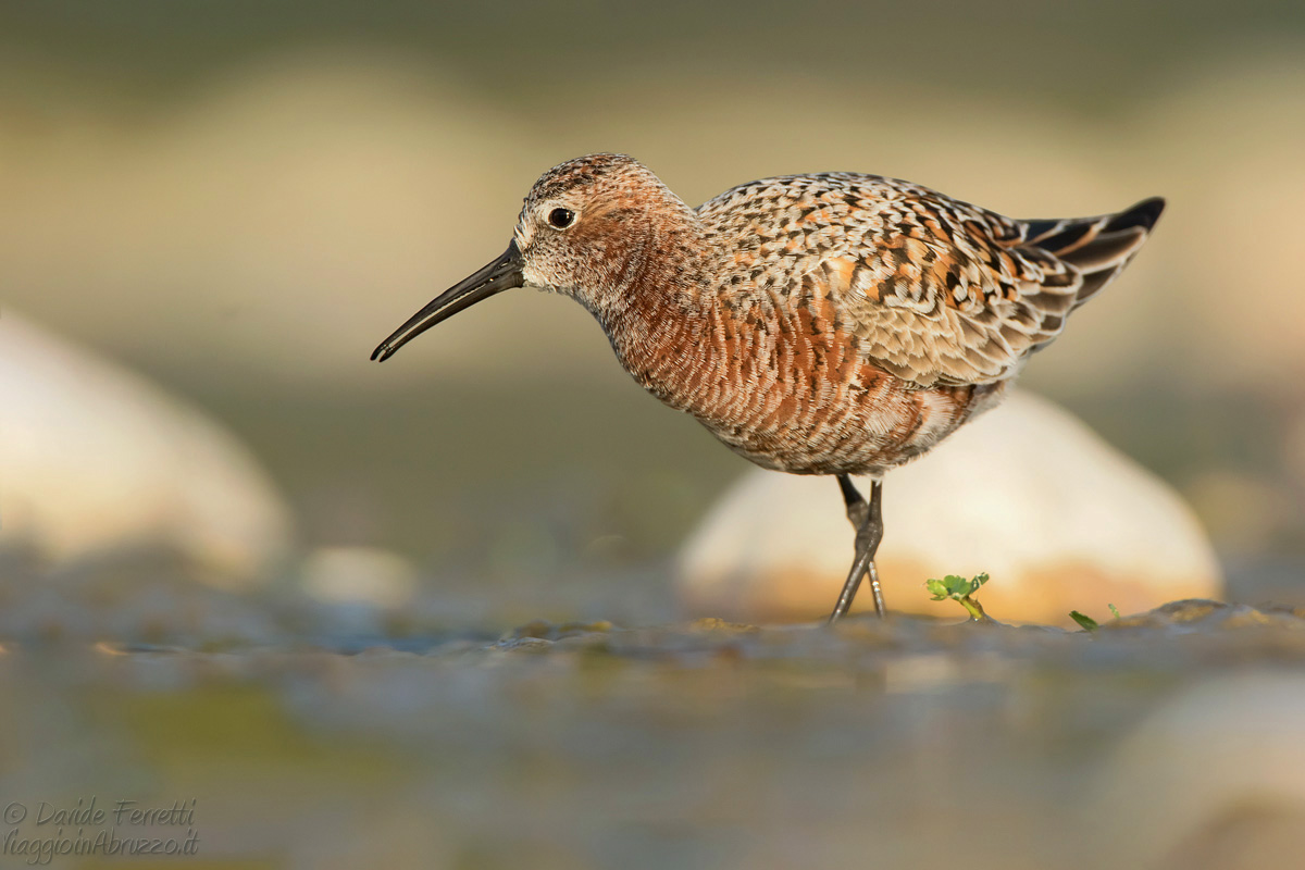 Piovanello primaverile