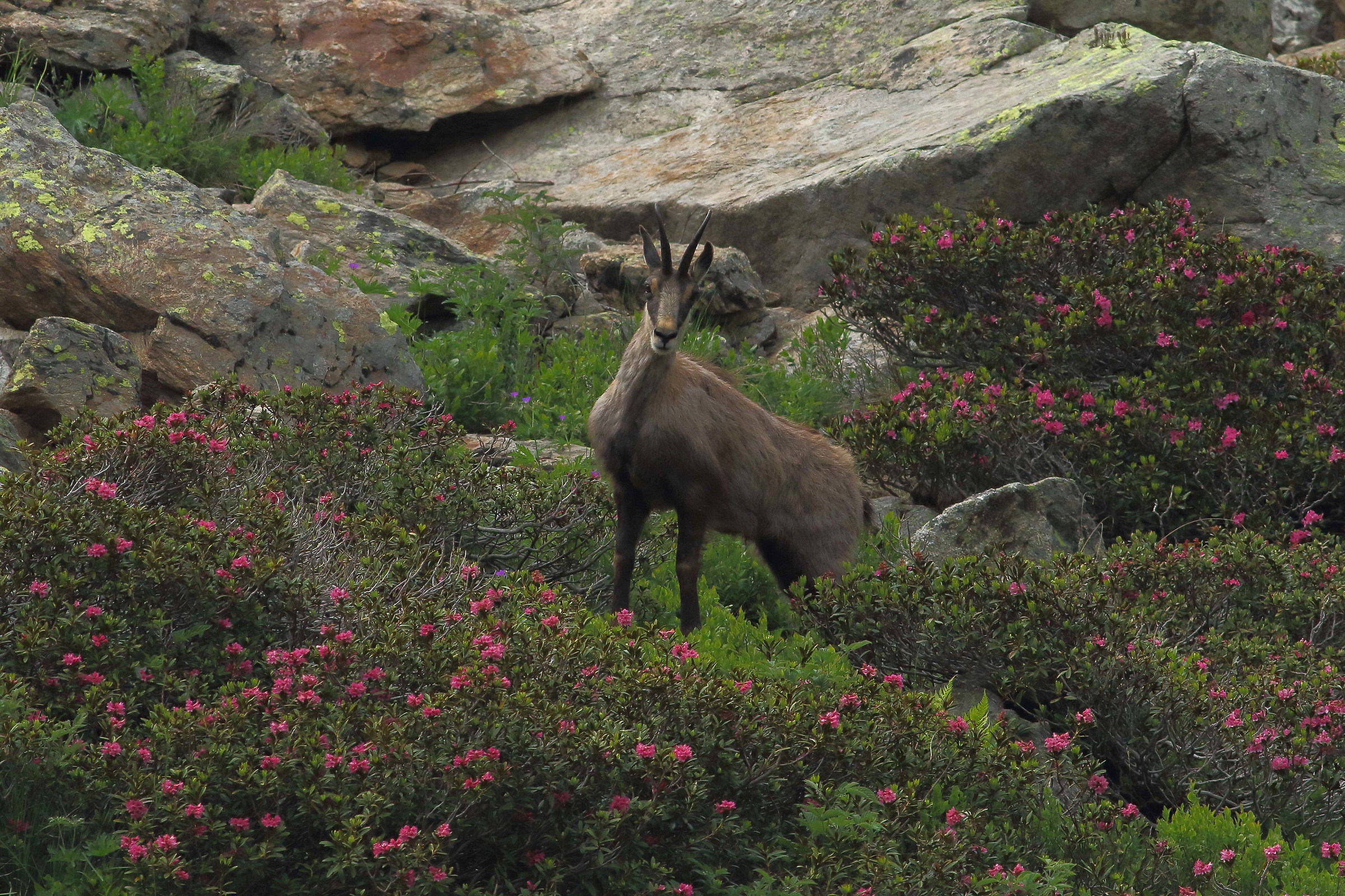chamois