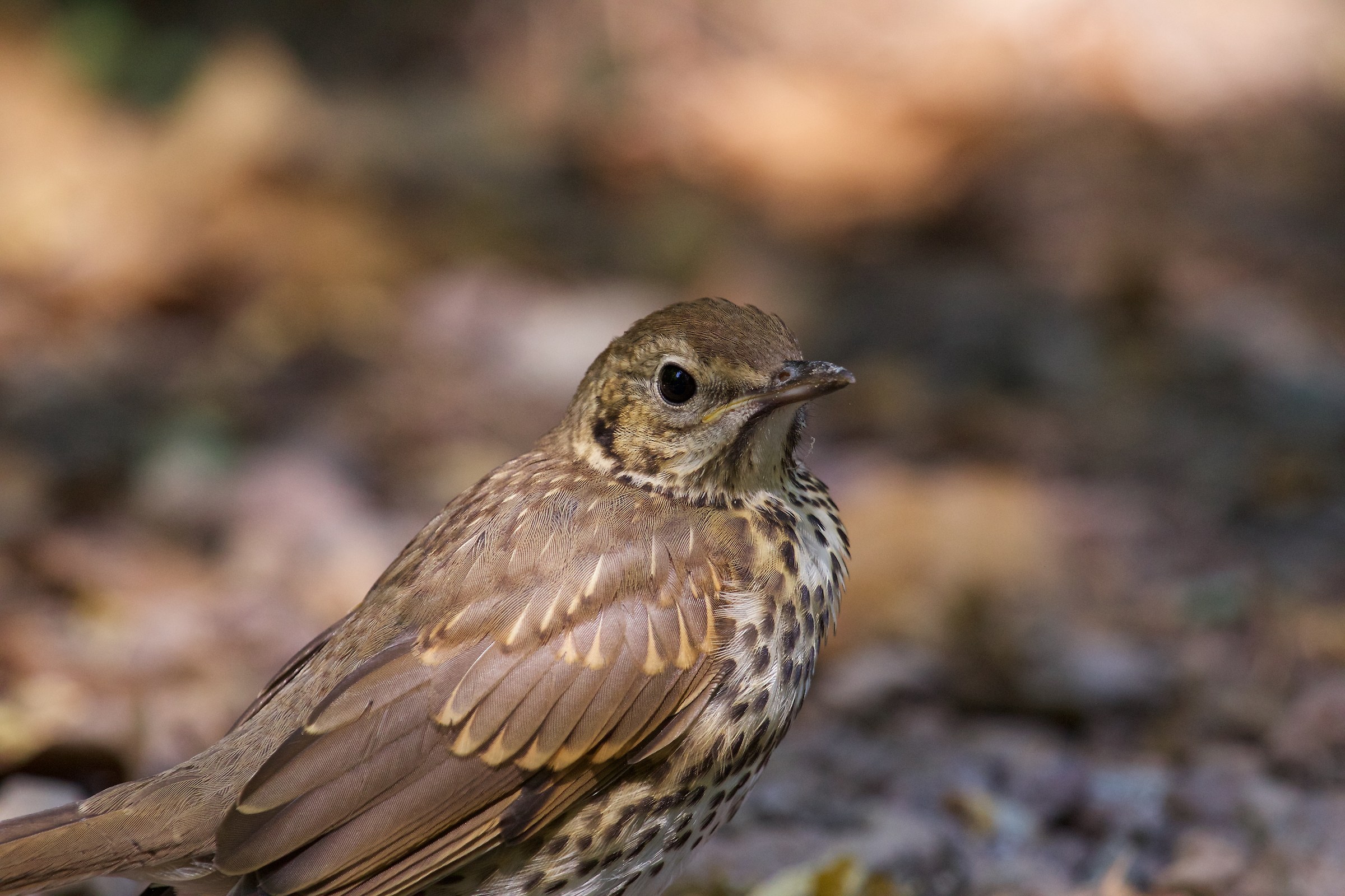 Portrait of Tordo Bottaccio / Tordela