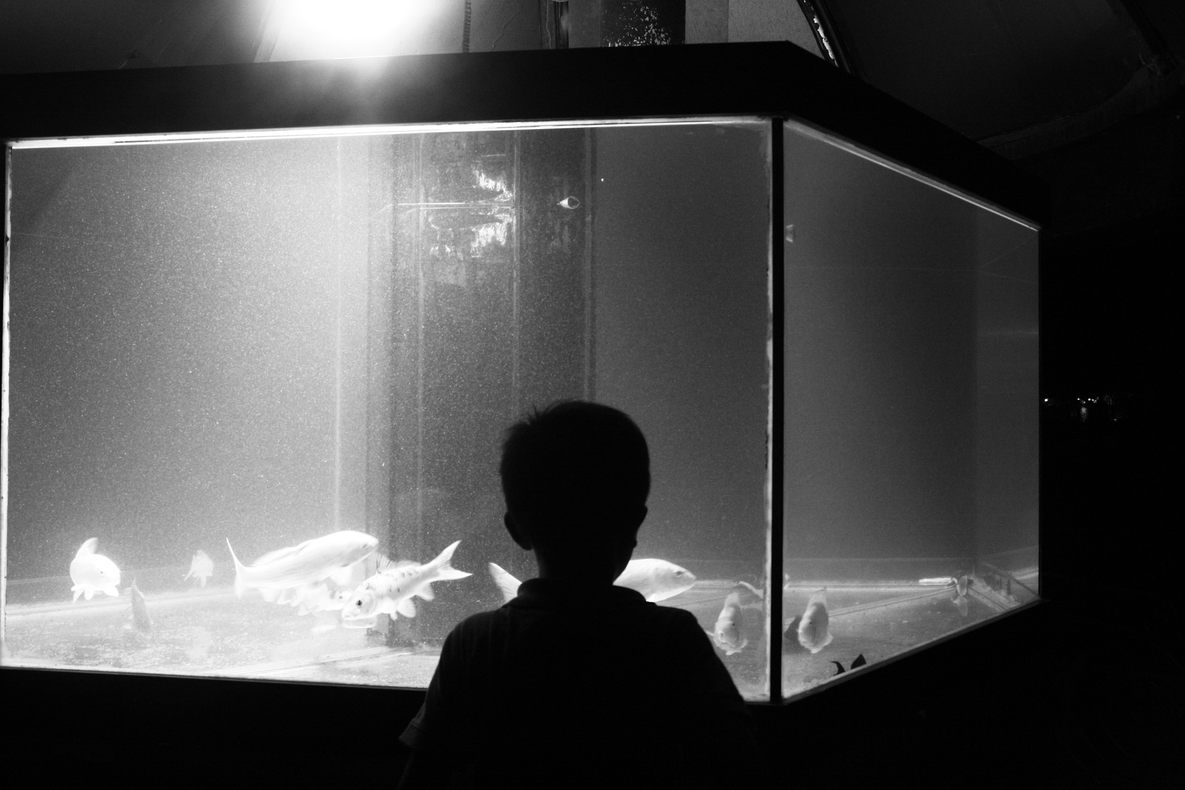 "Little Emperor". Shenzhen.