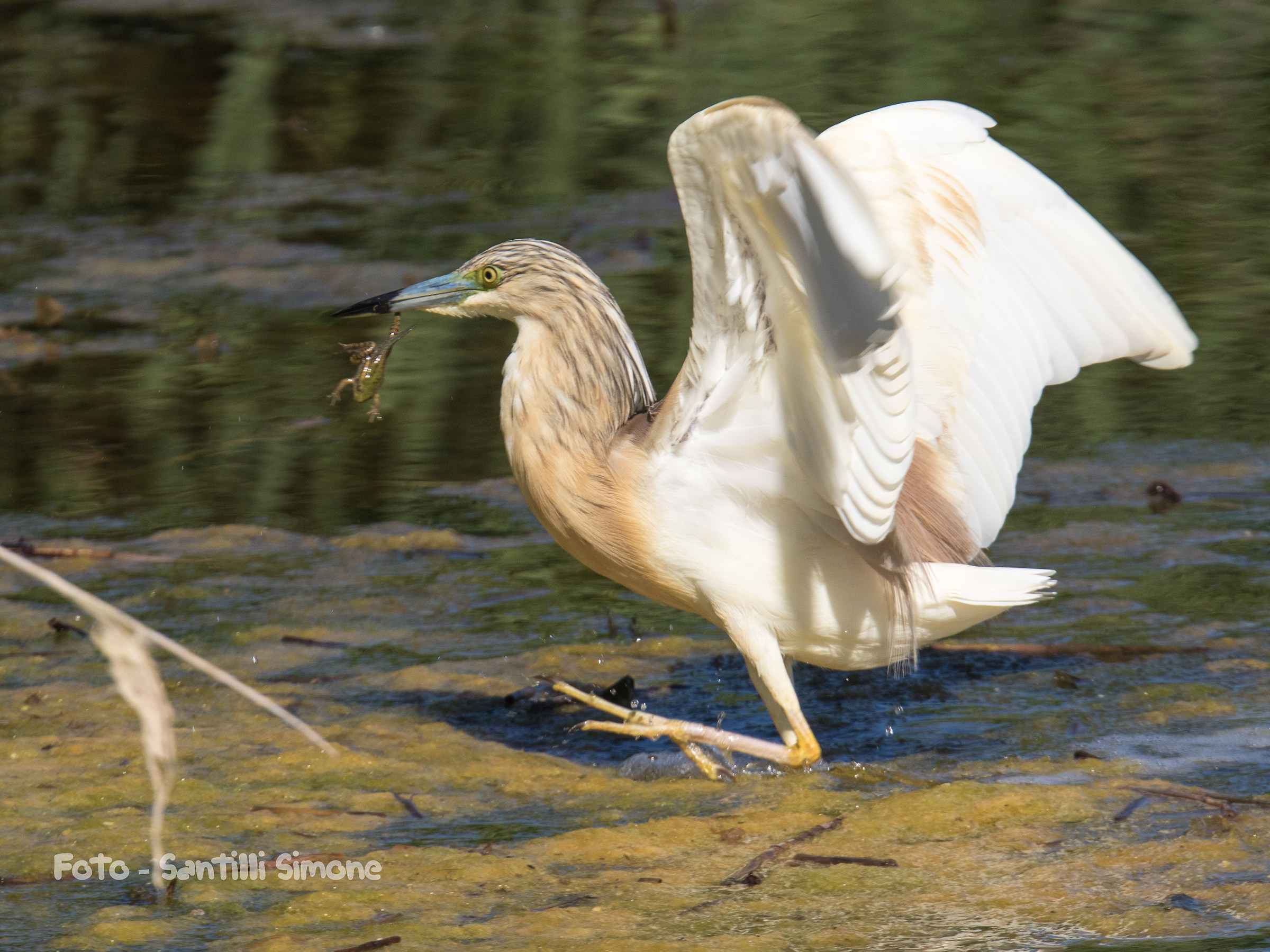Sgarza Ciuffetto with prey